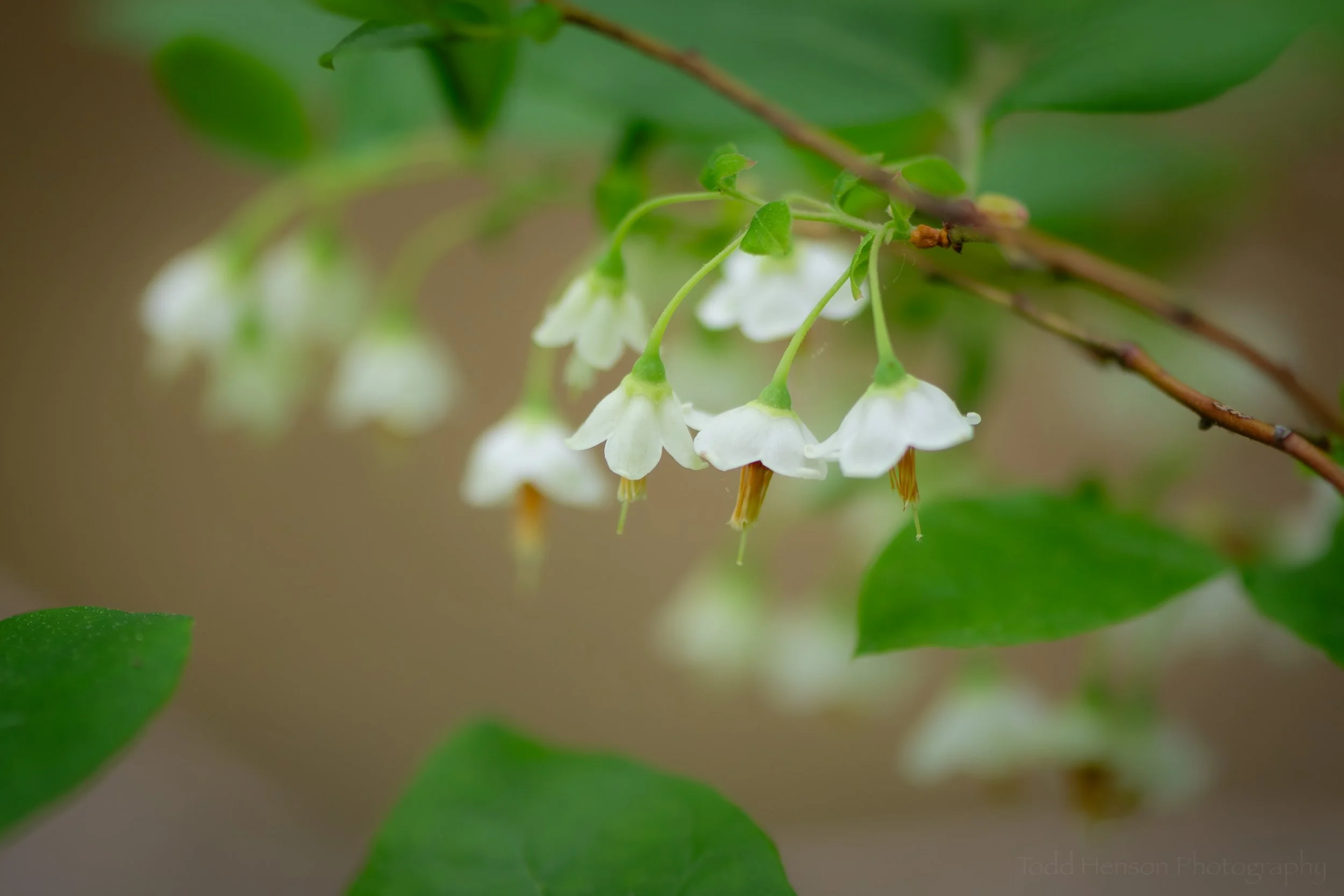 Twelve Northern Virginia Wildflowers of Mid-May to Early June