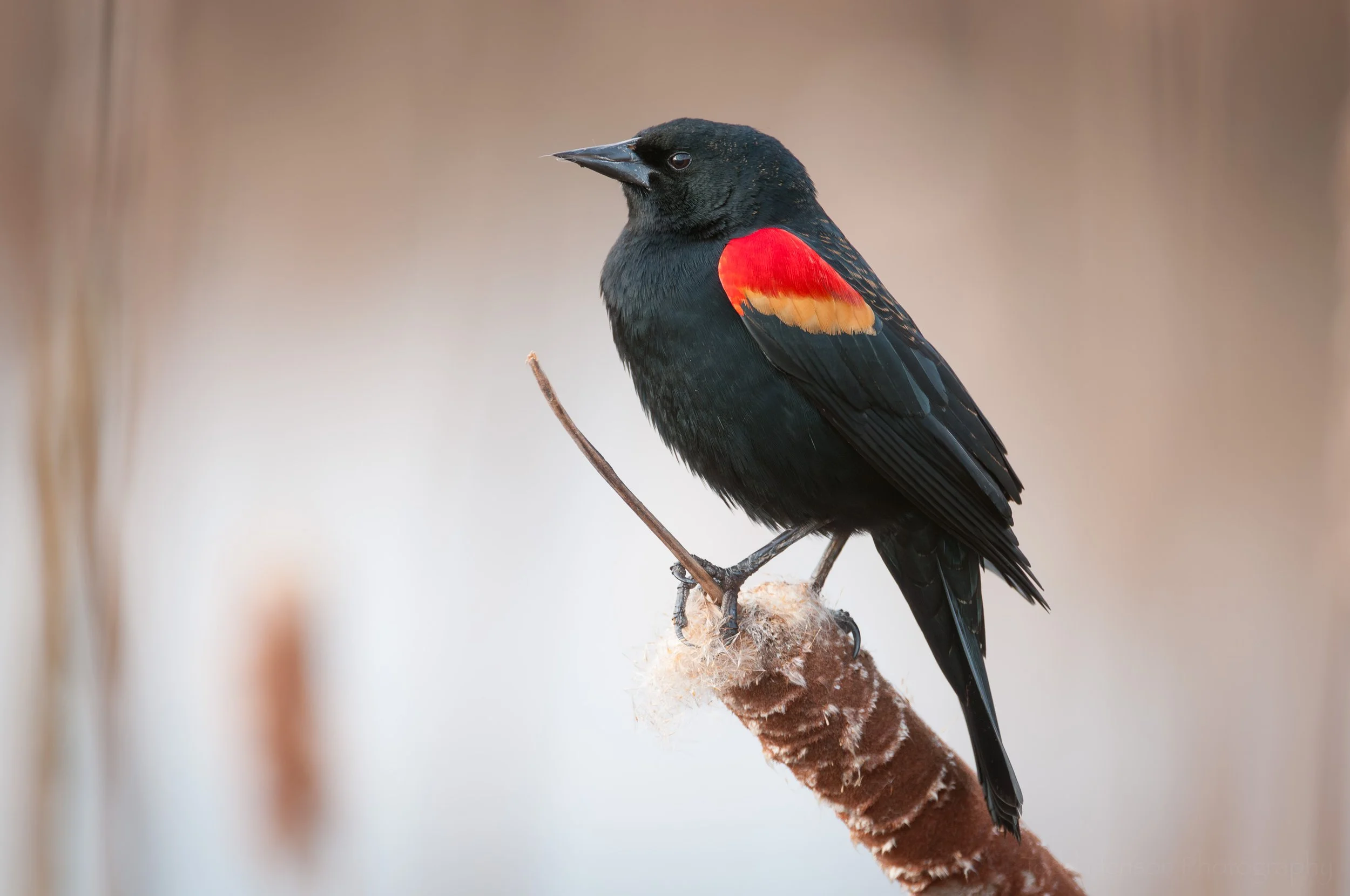 A Bit of Color Over the Holidays