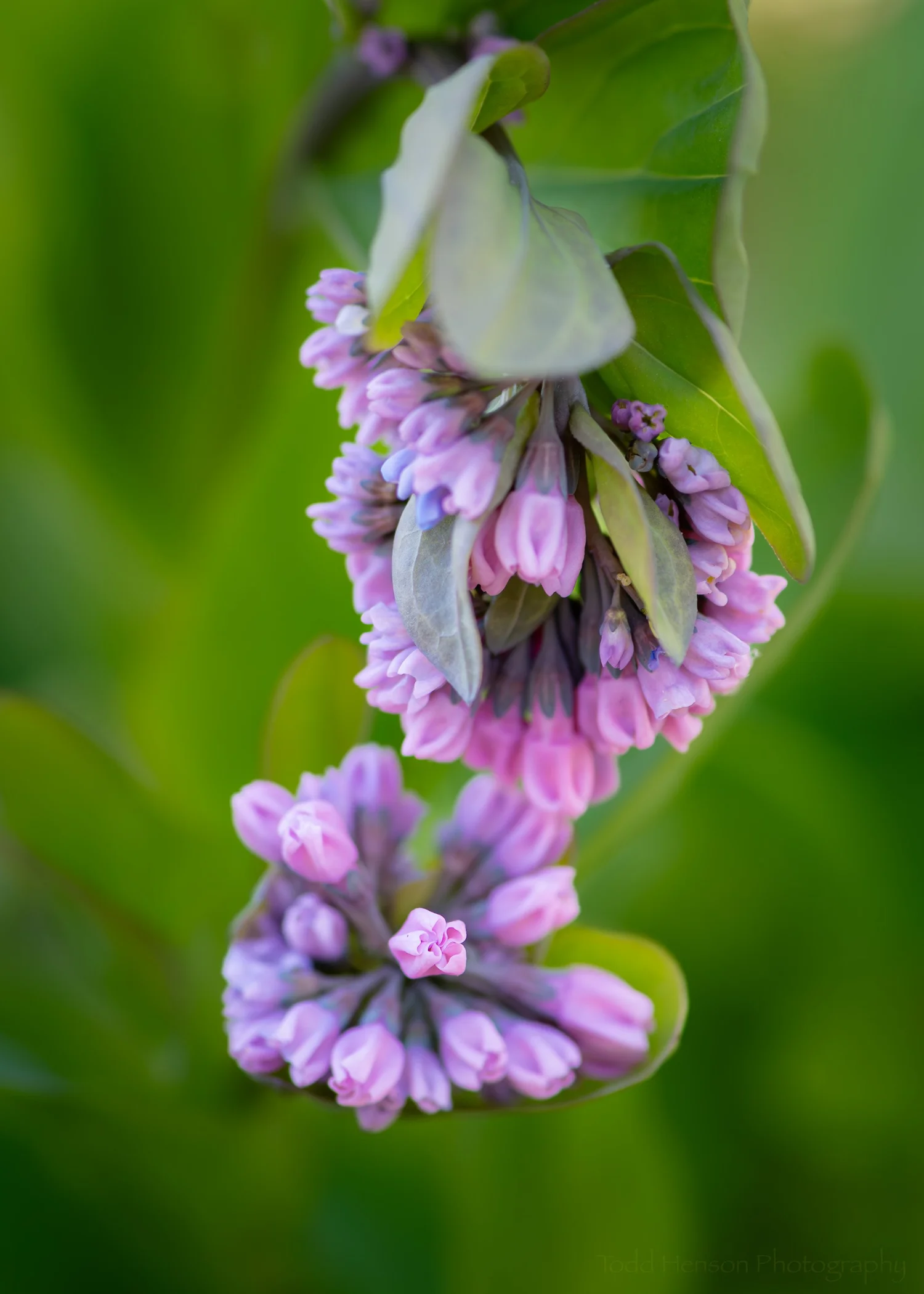 Early Spring Virginia Bluebells — Todd Henson Photography
