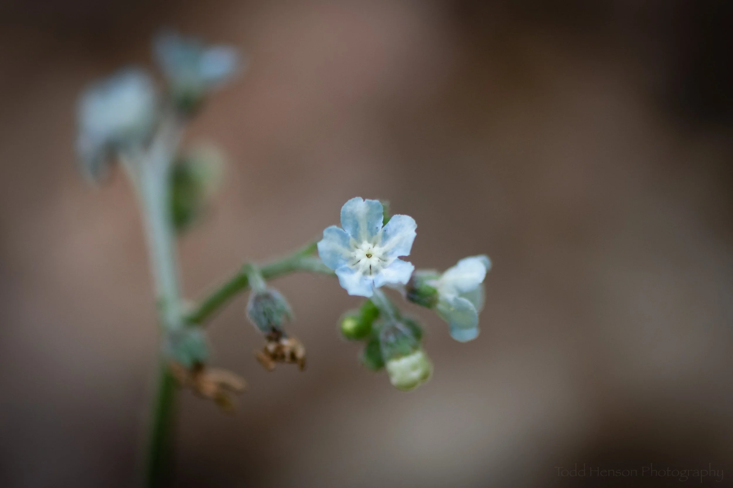 Wild Comfrey