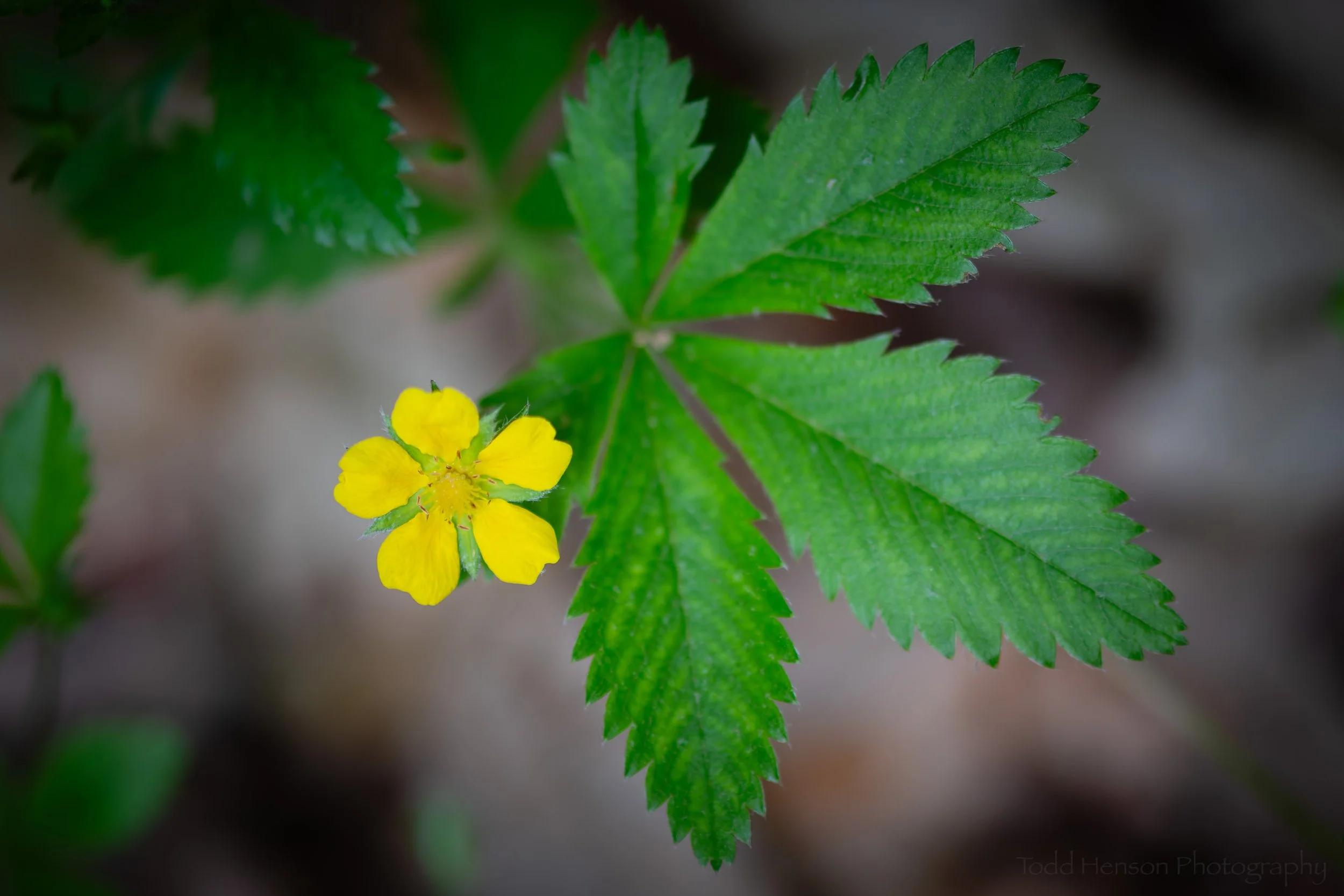 Dwarf Cinquefoil