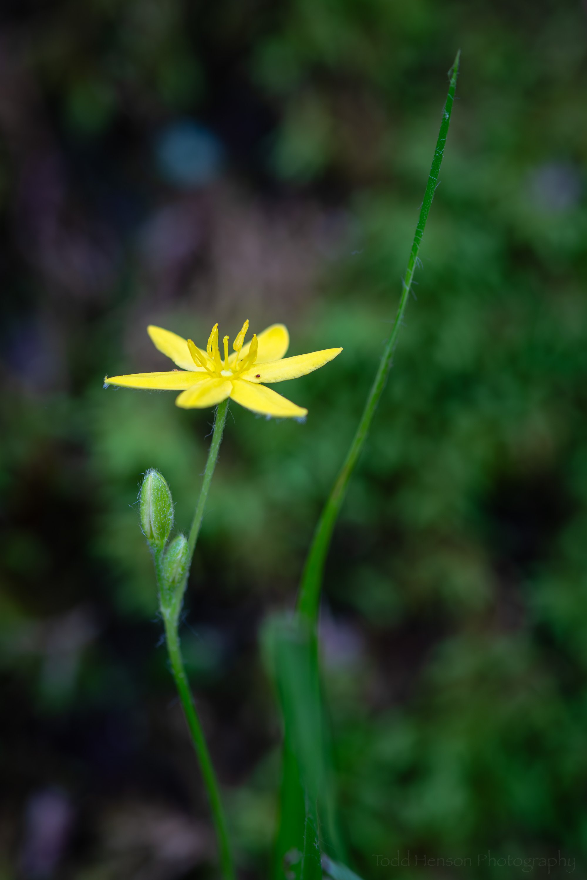 Yellow Star Grass