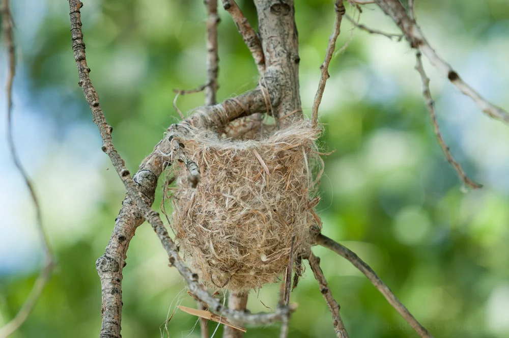 Bullock’s Oriole Building a Nest at Barr Lake State Park, Colorado