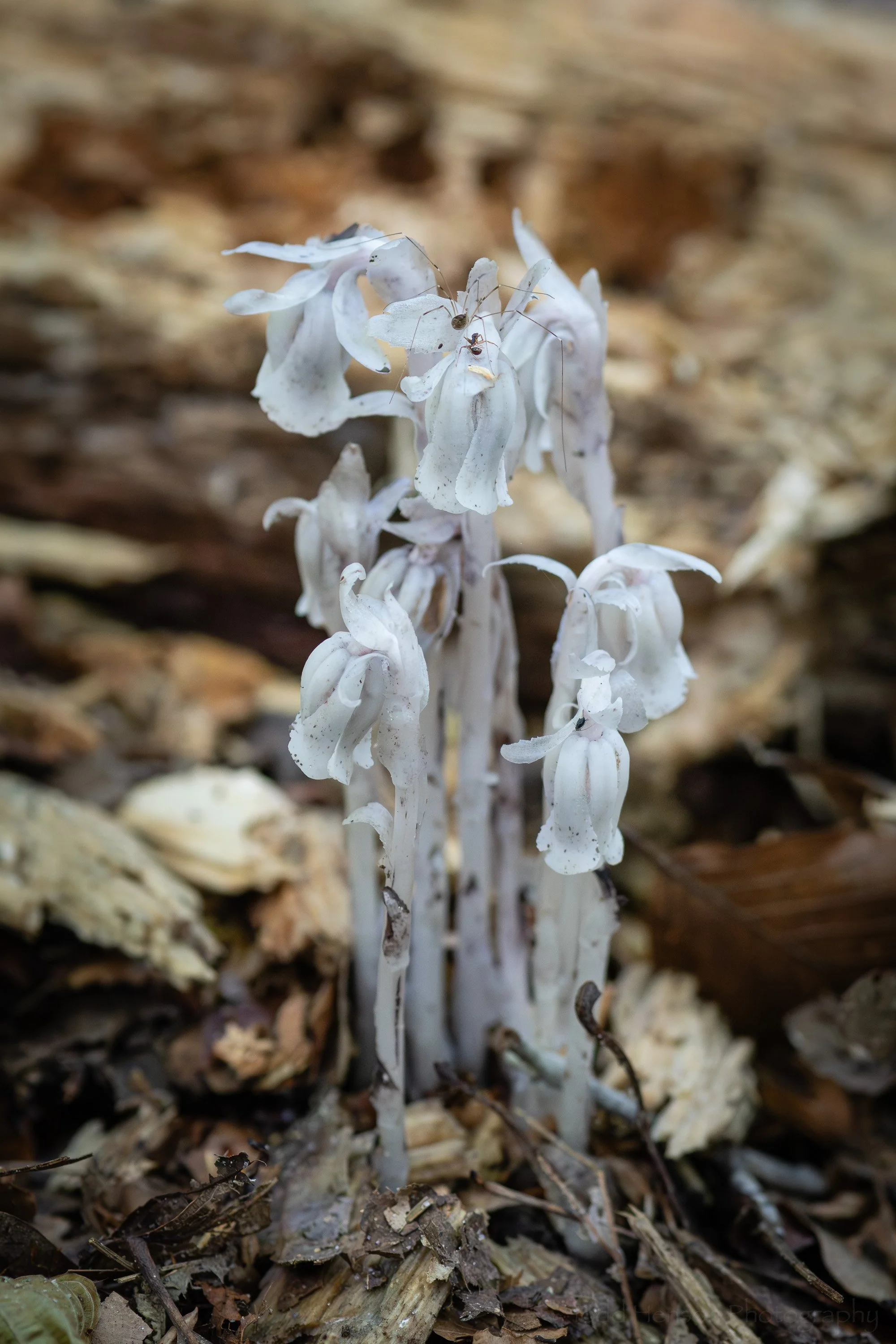 Ghost Pipe