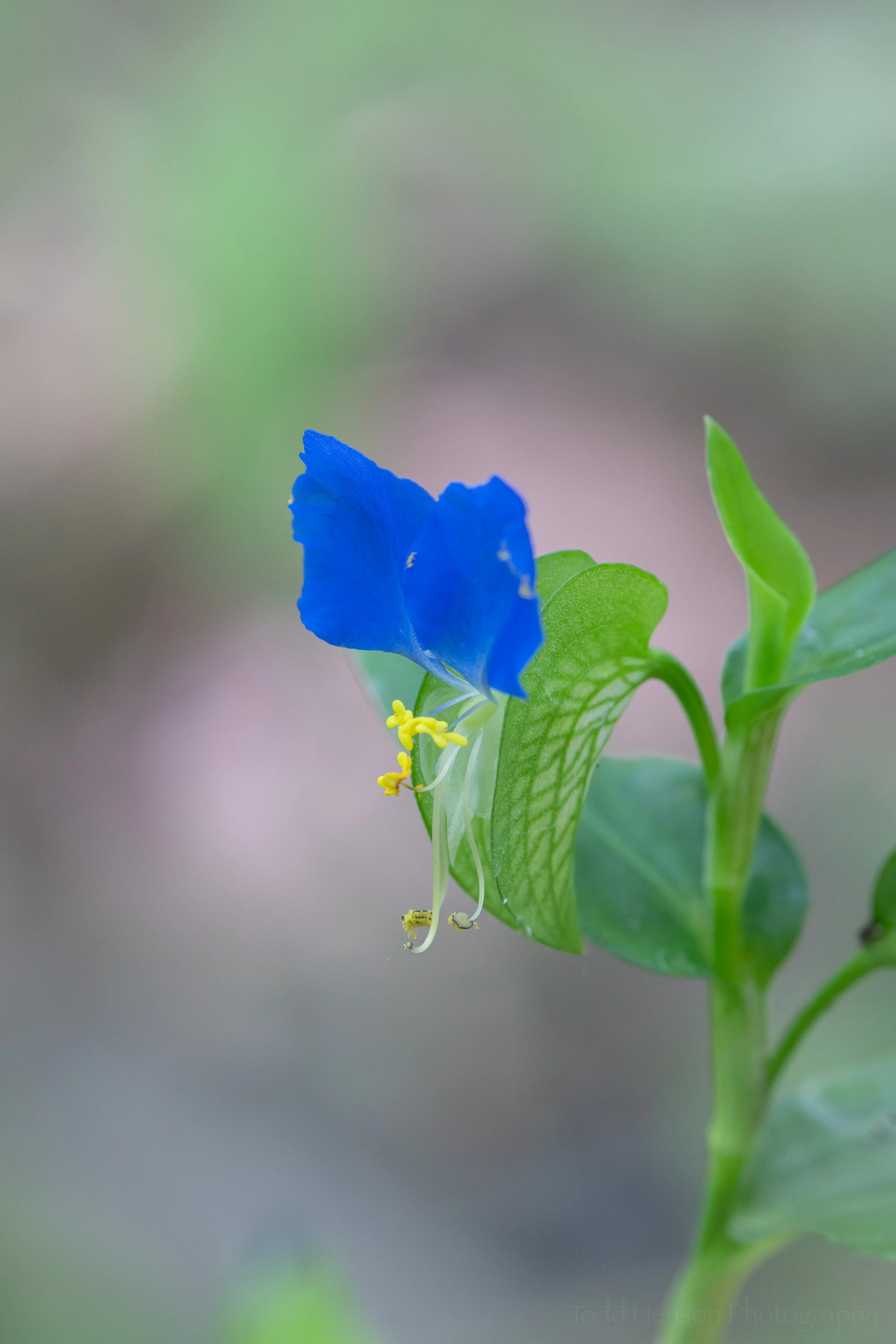A blue dayflower set against shade on the forest floor.