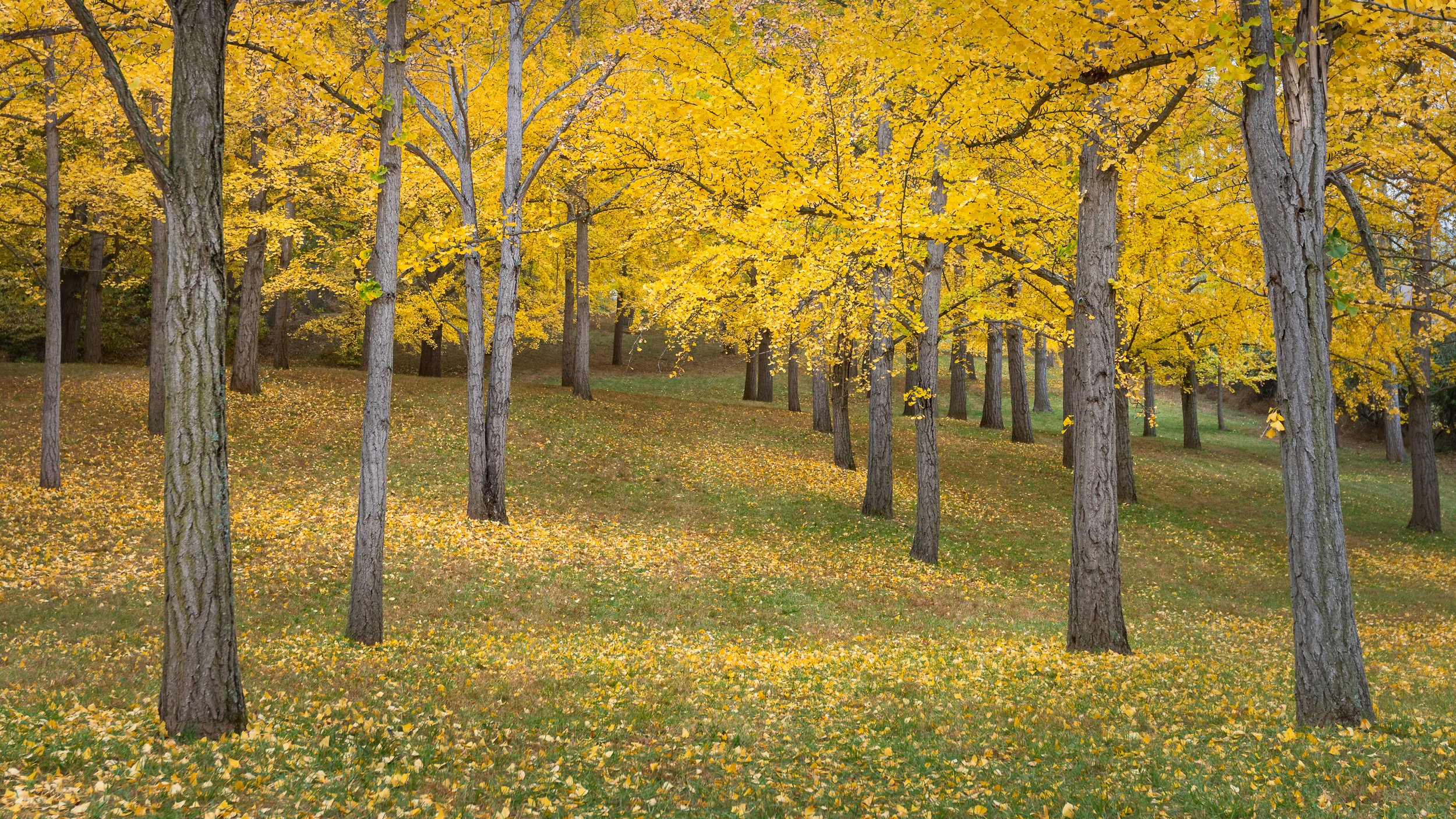 favorites-2022-leaves-and-trees-at-the-ginkgo-grove_THP.jpg