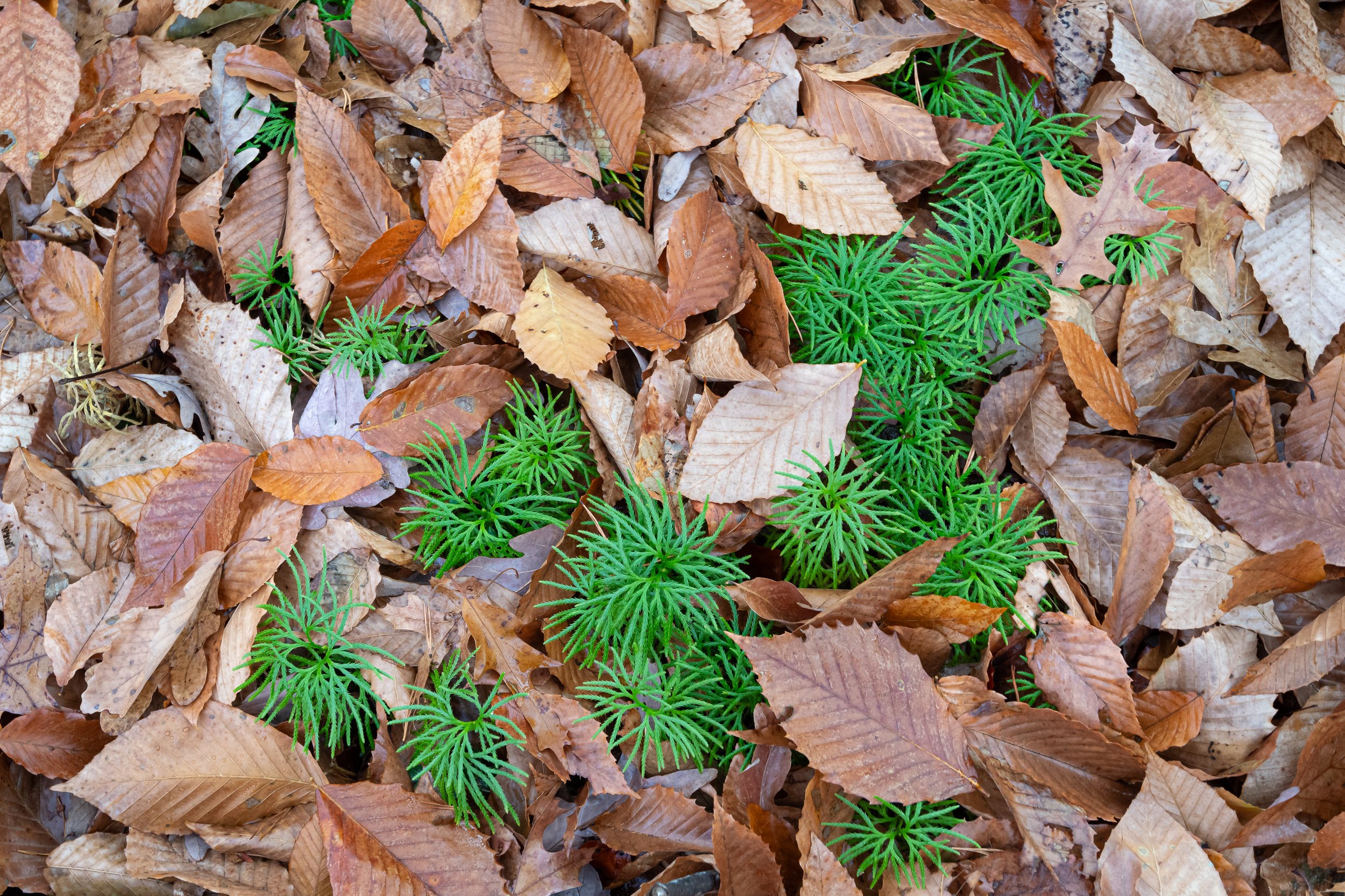 fan-clubmoss-and-beech-leaves_THP.jpg