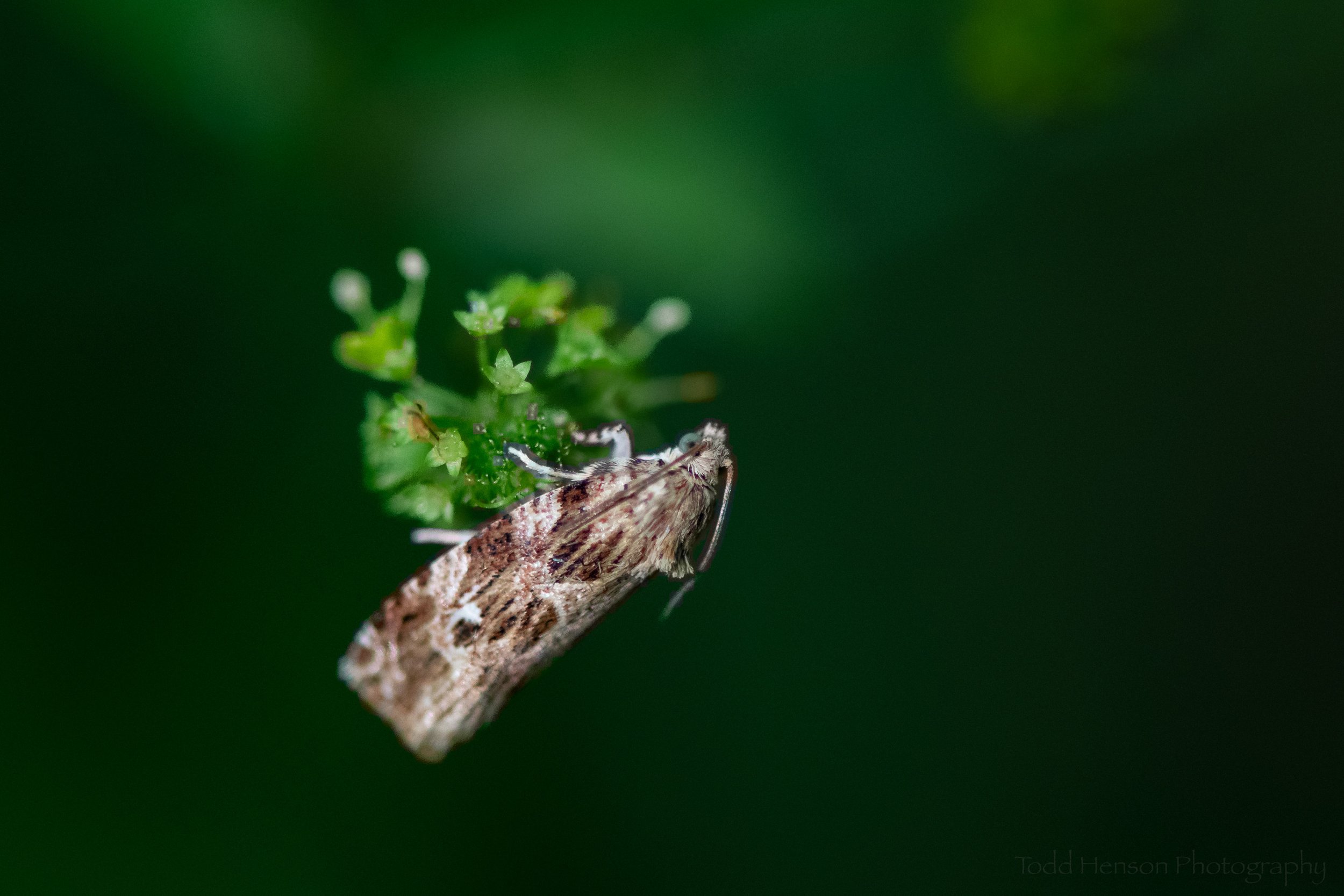 leafroller-moth_THP.jpg