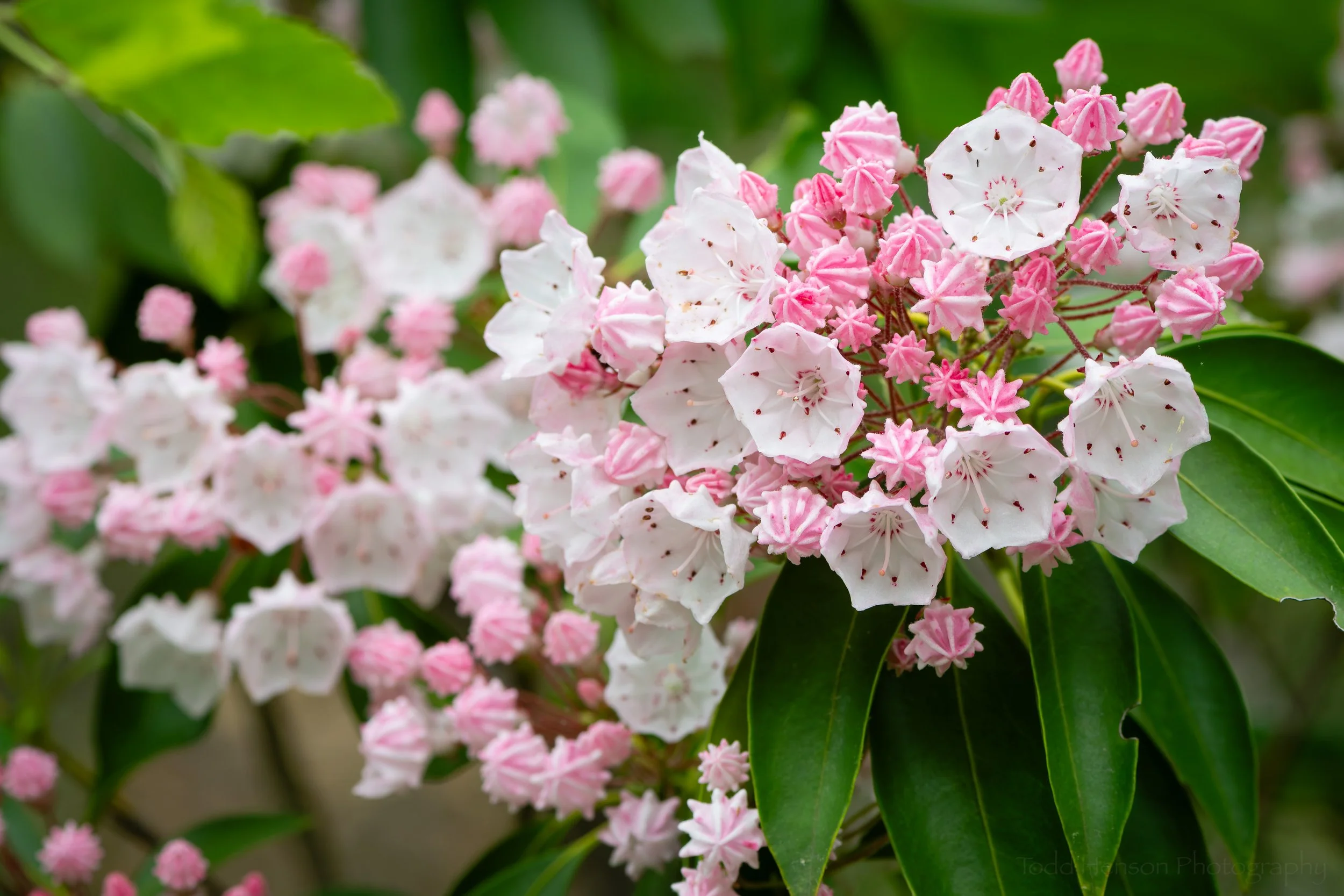 Mountain Laurel