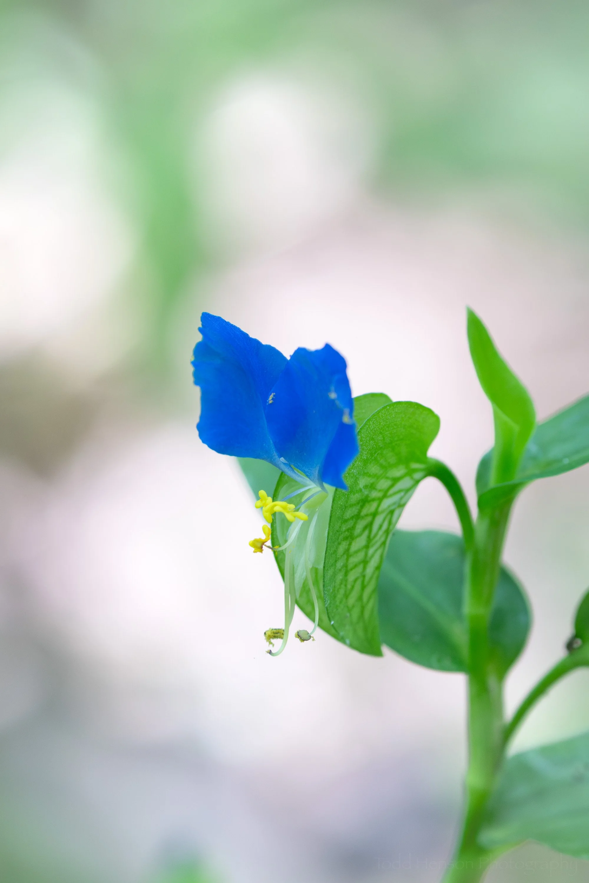 A blue dayflower set against dappled lighting on the forest floor.