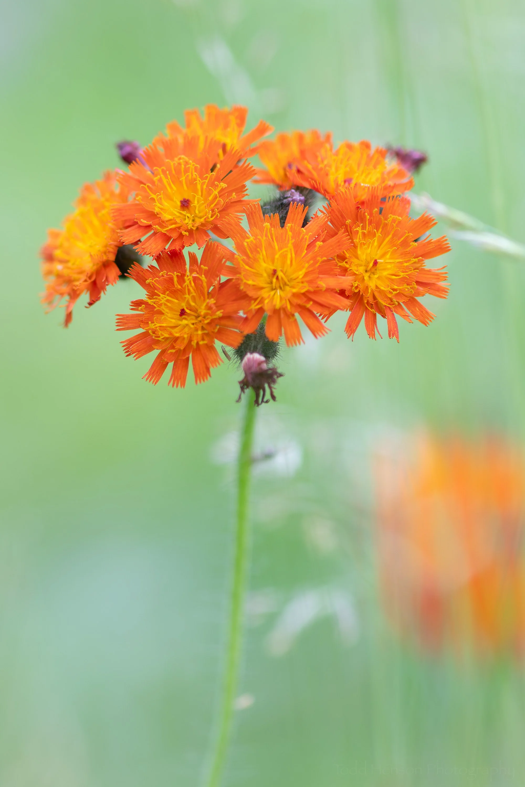 Devil’s Paintbrush
