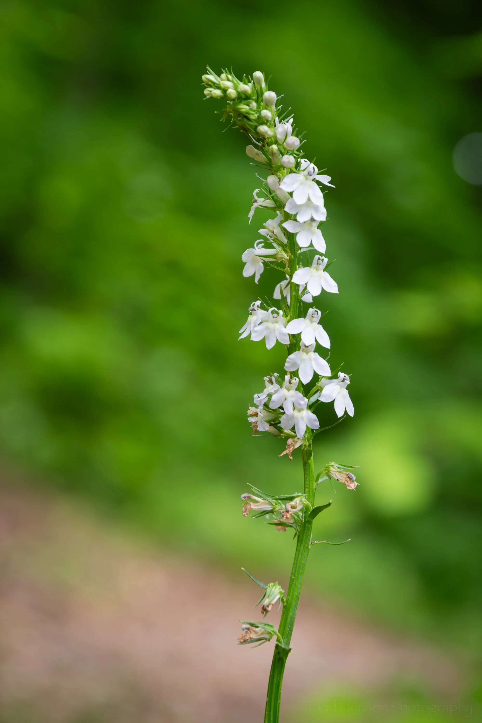 Pale-spiked Lobelia
