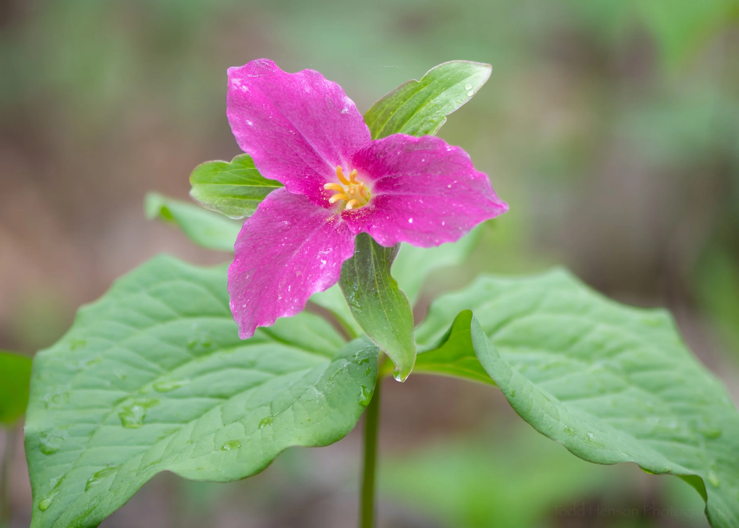 A very dark pink Trillium grandiflorum in the Blue Ridge Mountains of Virginia