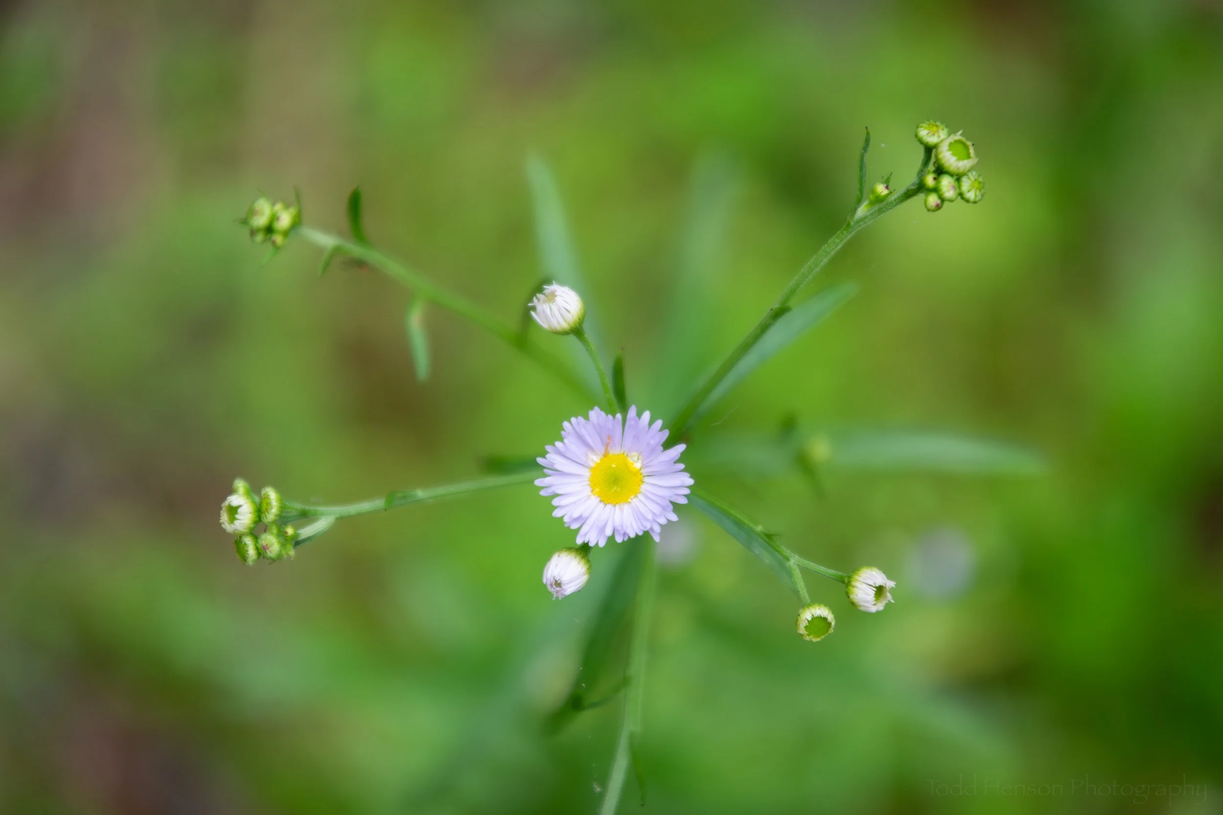Daisy fleabane