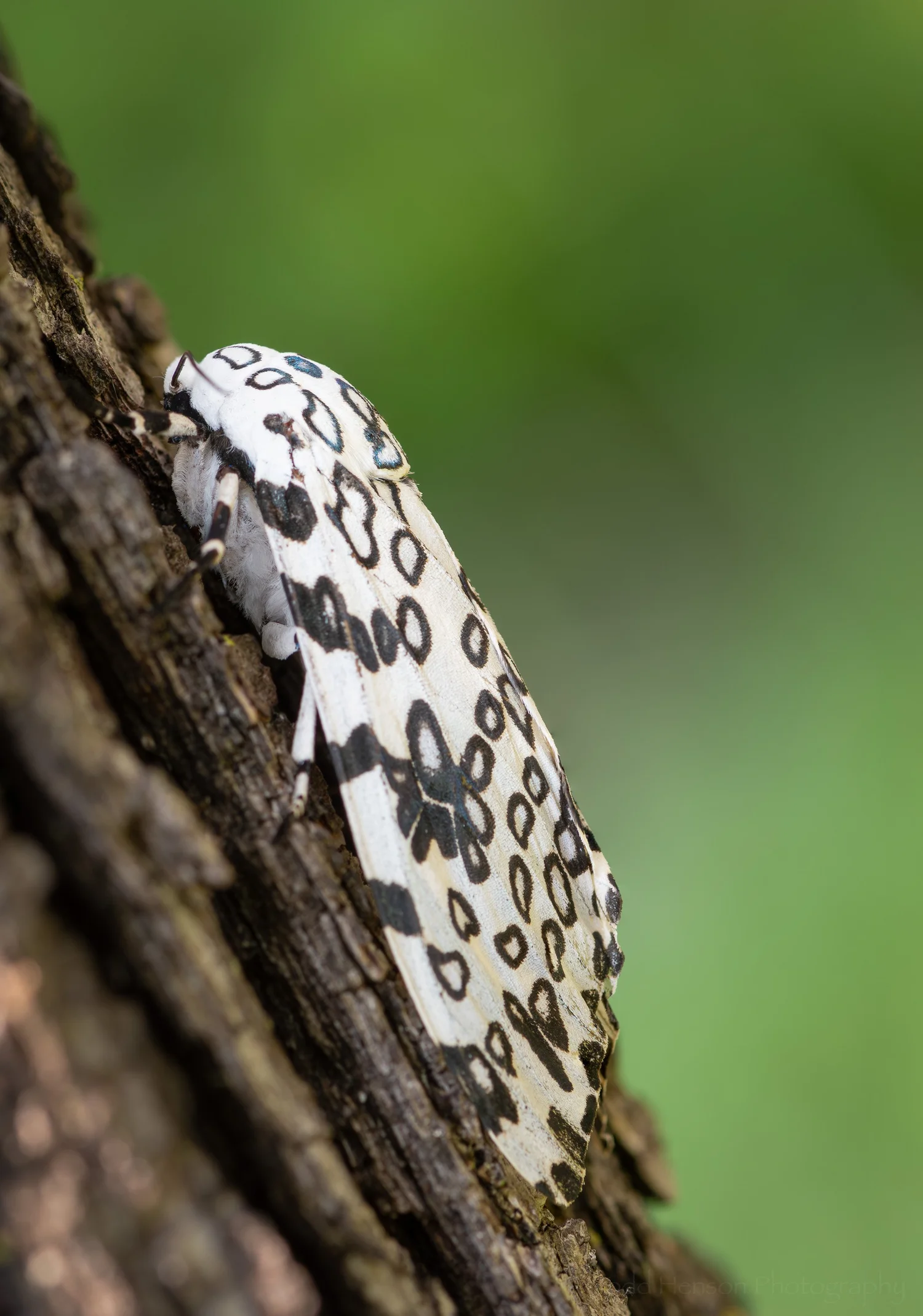 Giant Leopard Moth — Todd Henson Photography