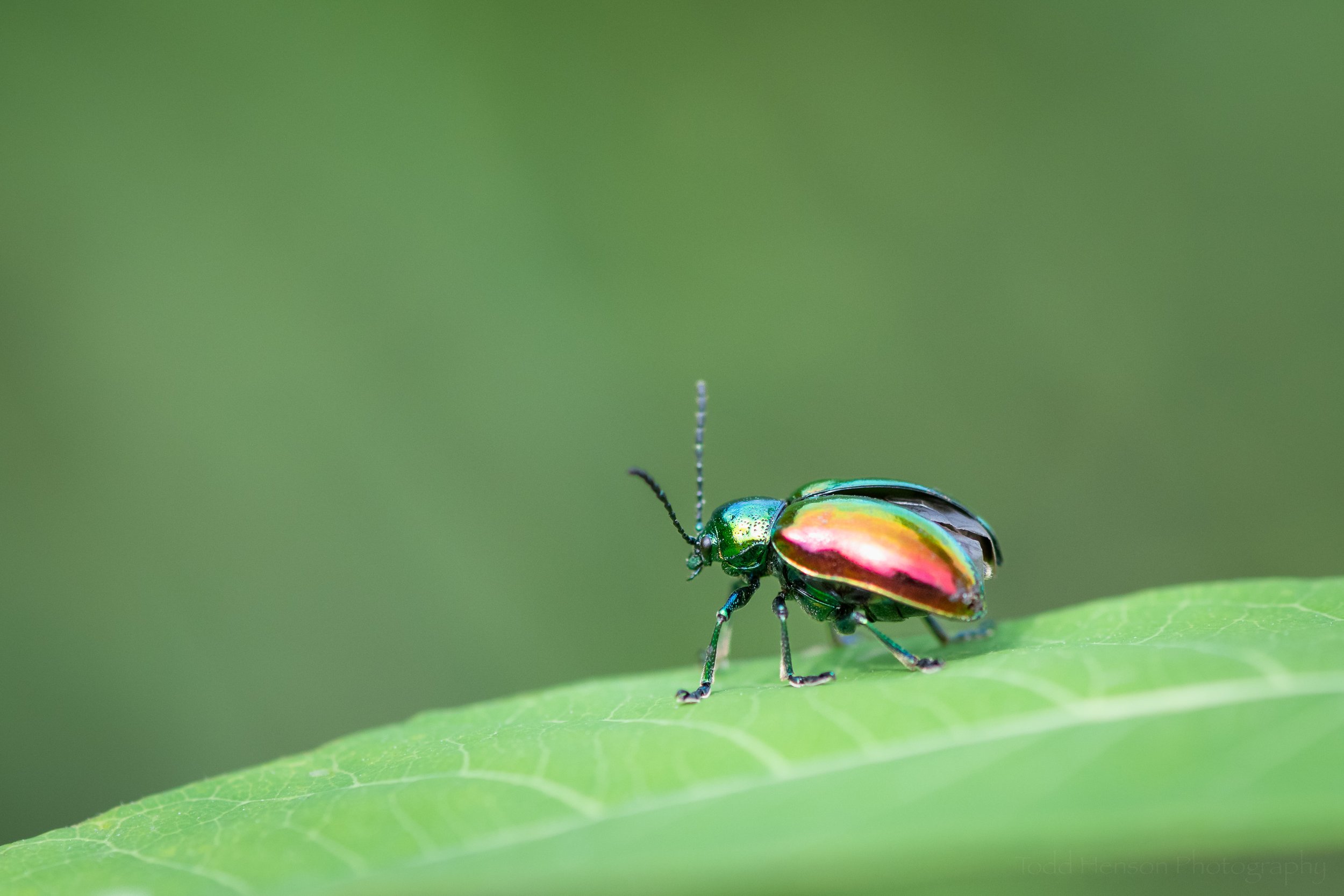 dogbane-leaf-beetle-stretching_THP.jpg