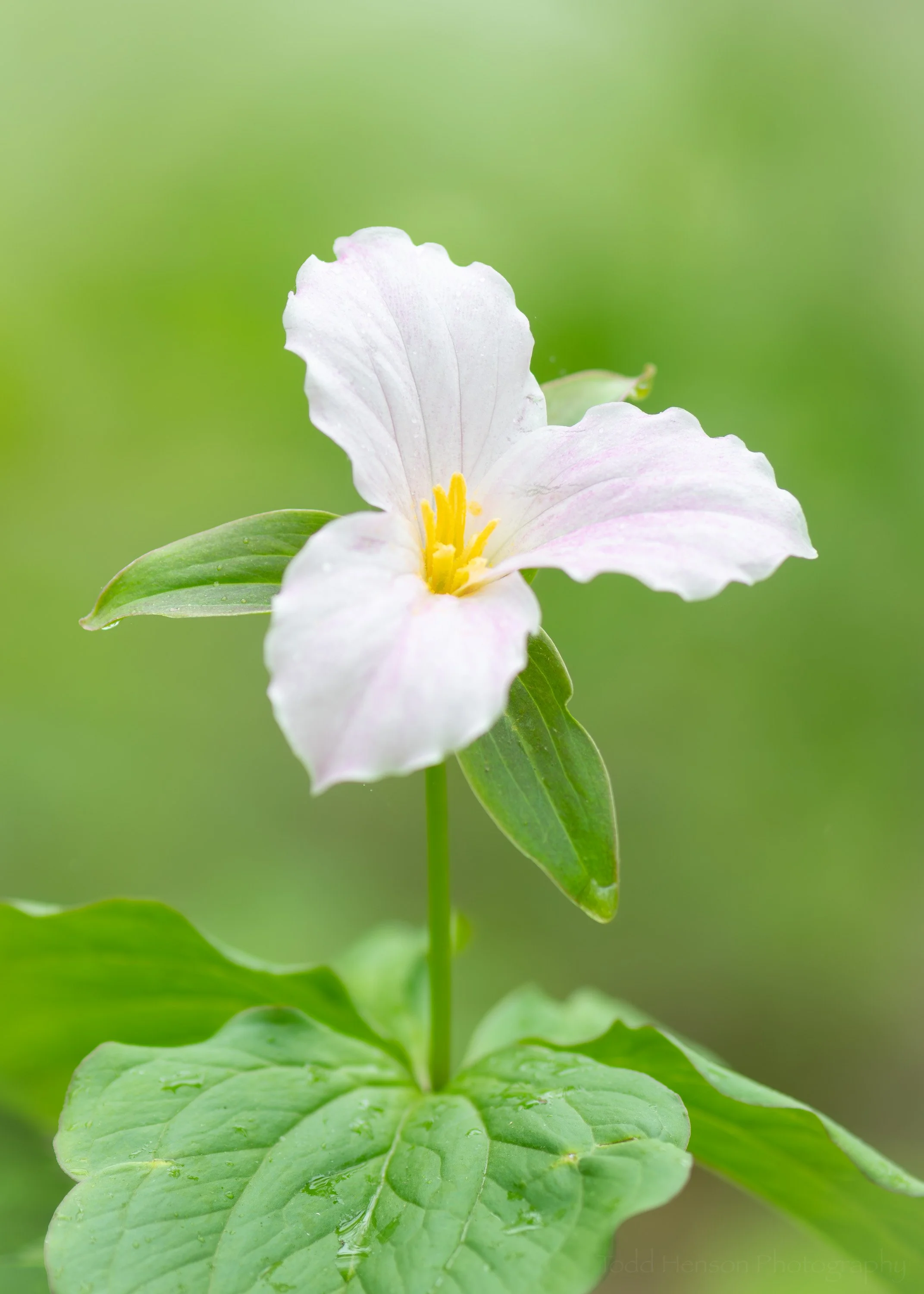 Trillium grandiflorum, or a great white trillium, one of perhaps close to ten million in this area of the Blue Ridge Mountains of Virginia.