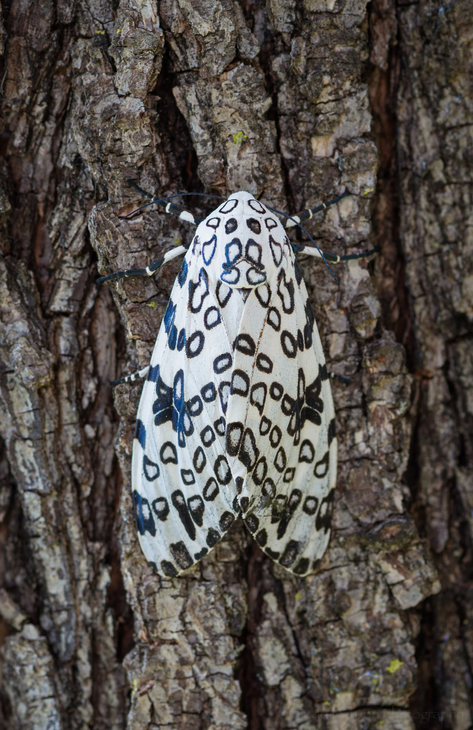 Giant Leopard Moth