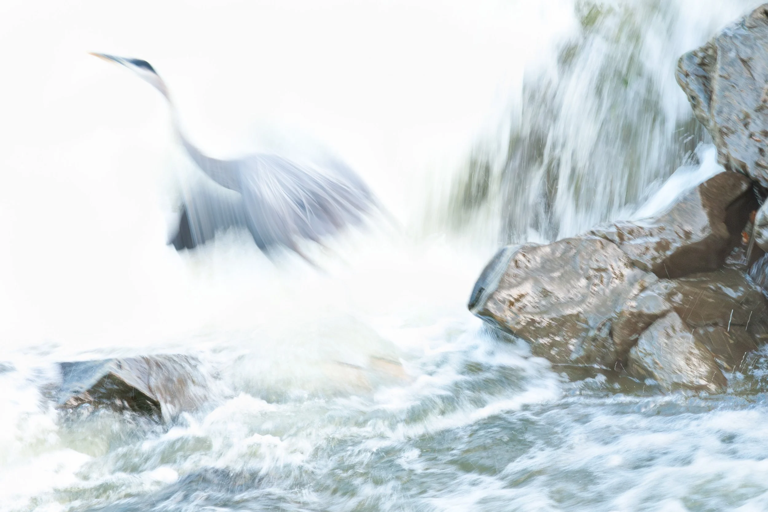 Motions of A Great Blue Heron at Great Falls
