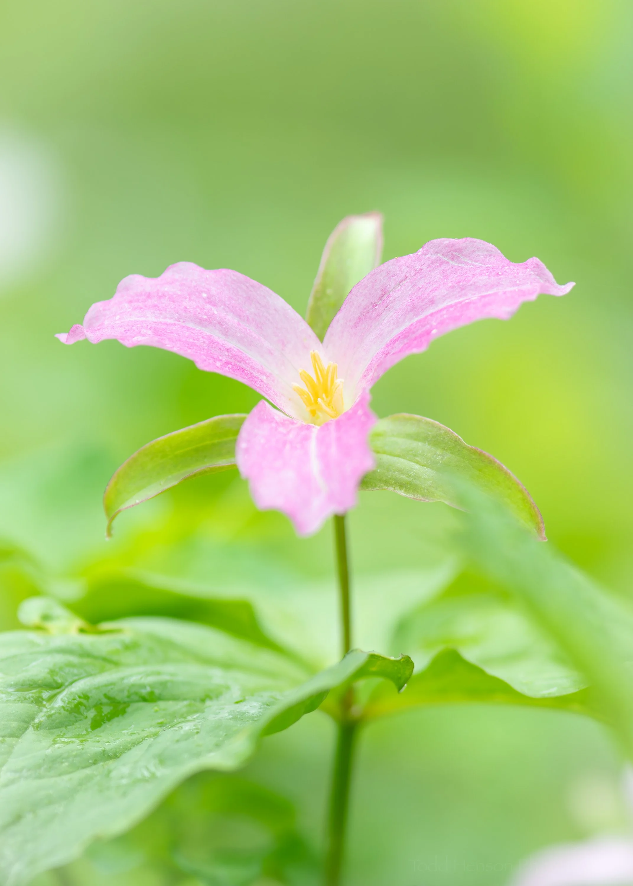 A portrait of a pink Trillium grandiflorum in the Blue Ridge Mountains of Virginia