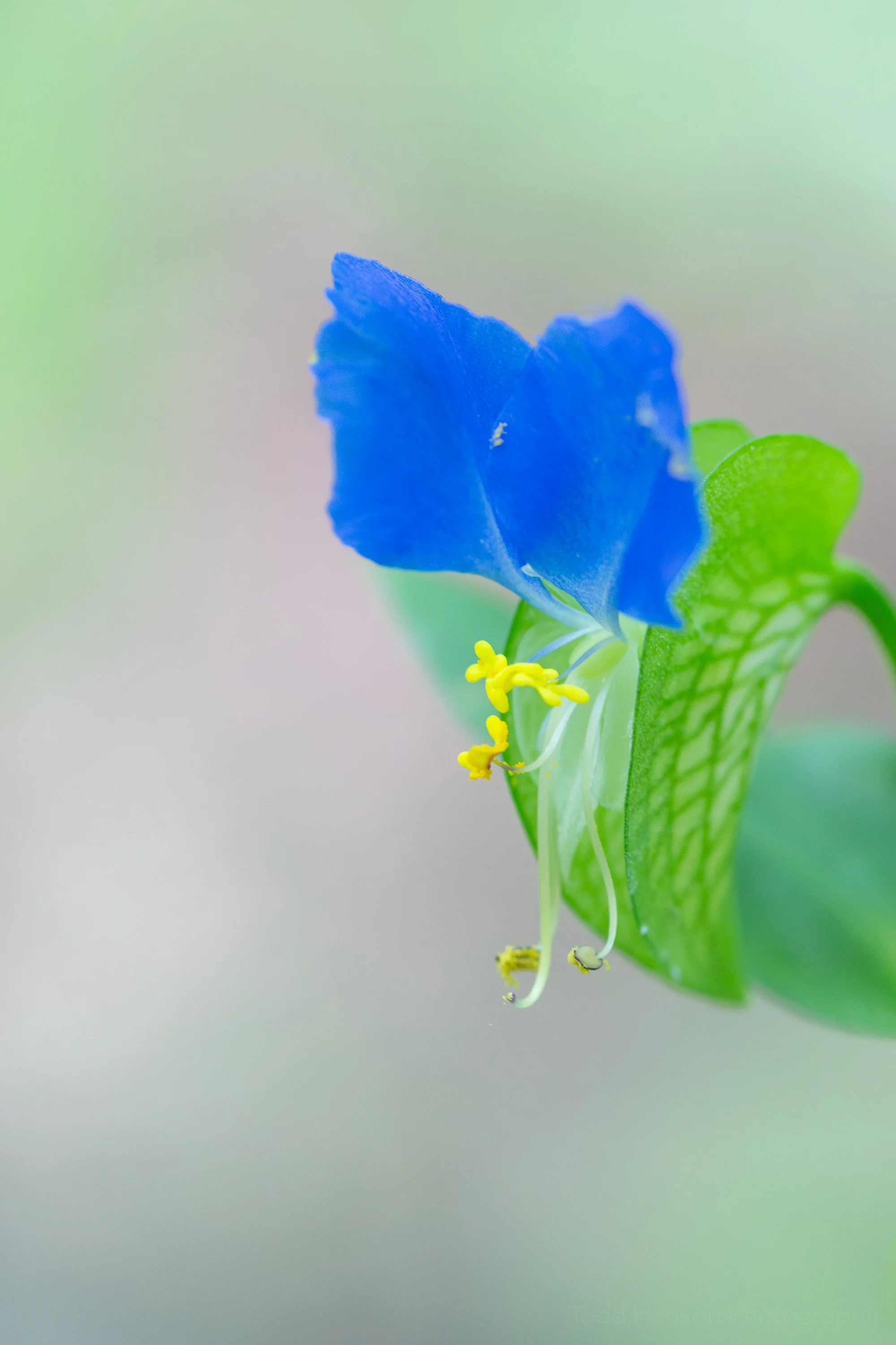 A Day with a Dayflower