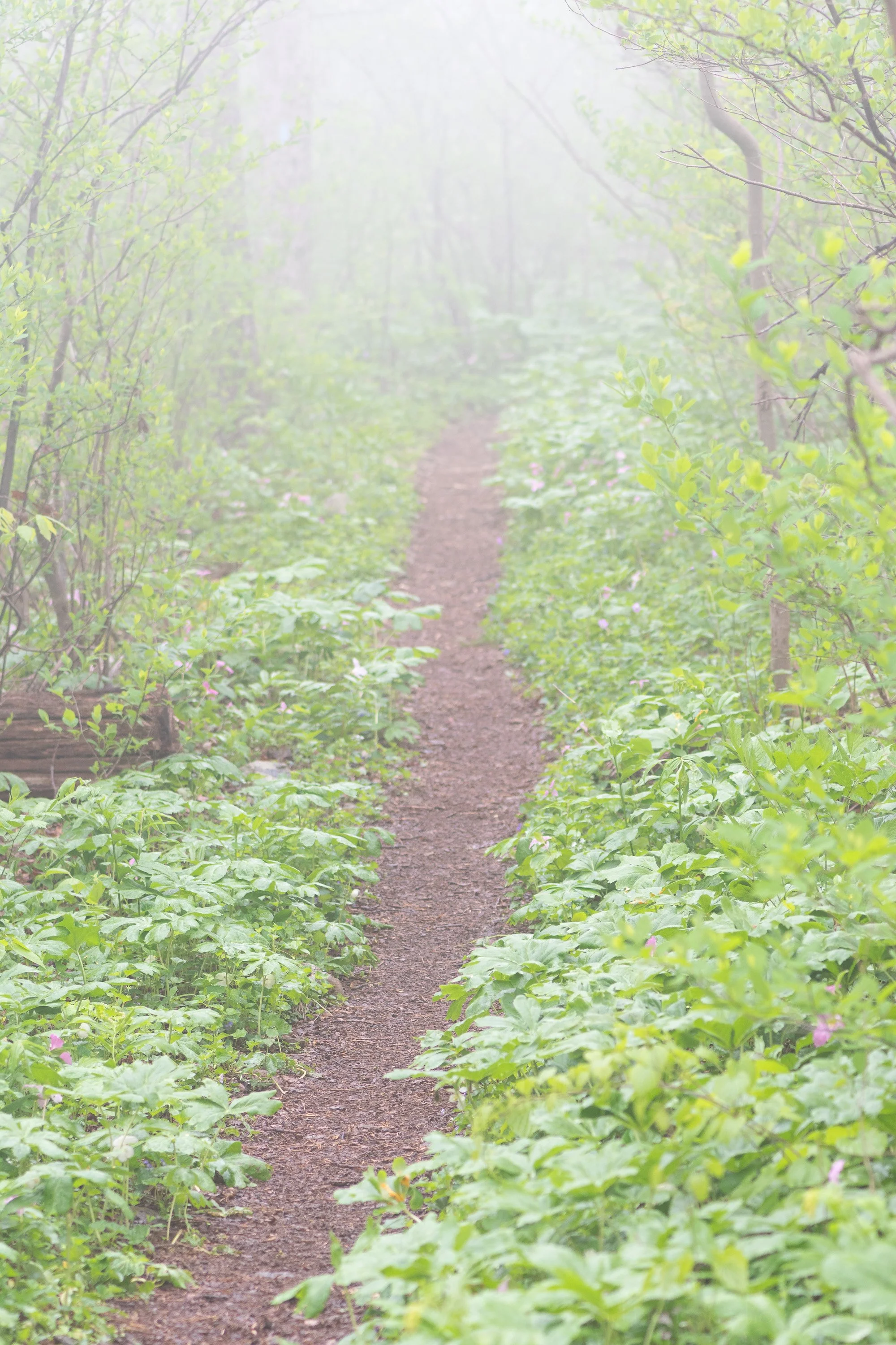 A foggy day on the Trillium Trail in the Blue Ridge Mountains of Virginia