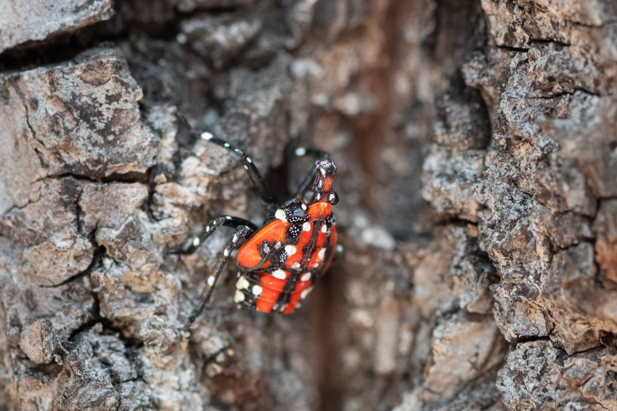 spotted-lanternfly-nymph-final-stage_THP.jpg