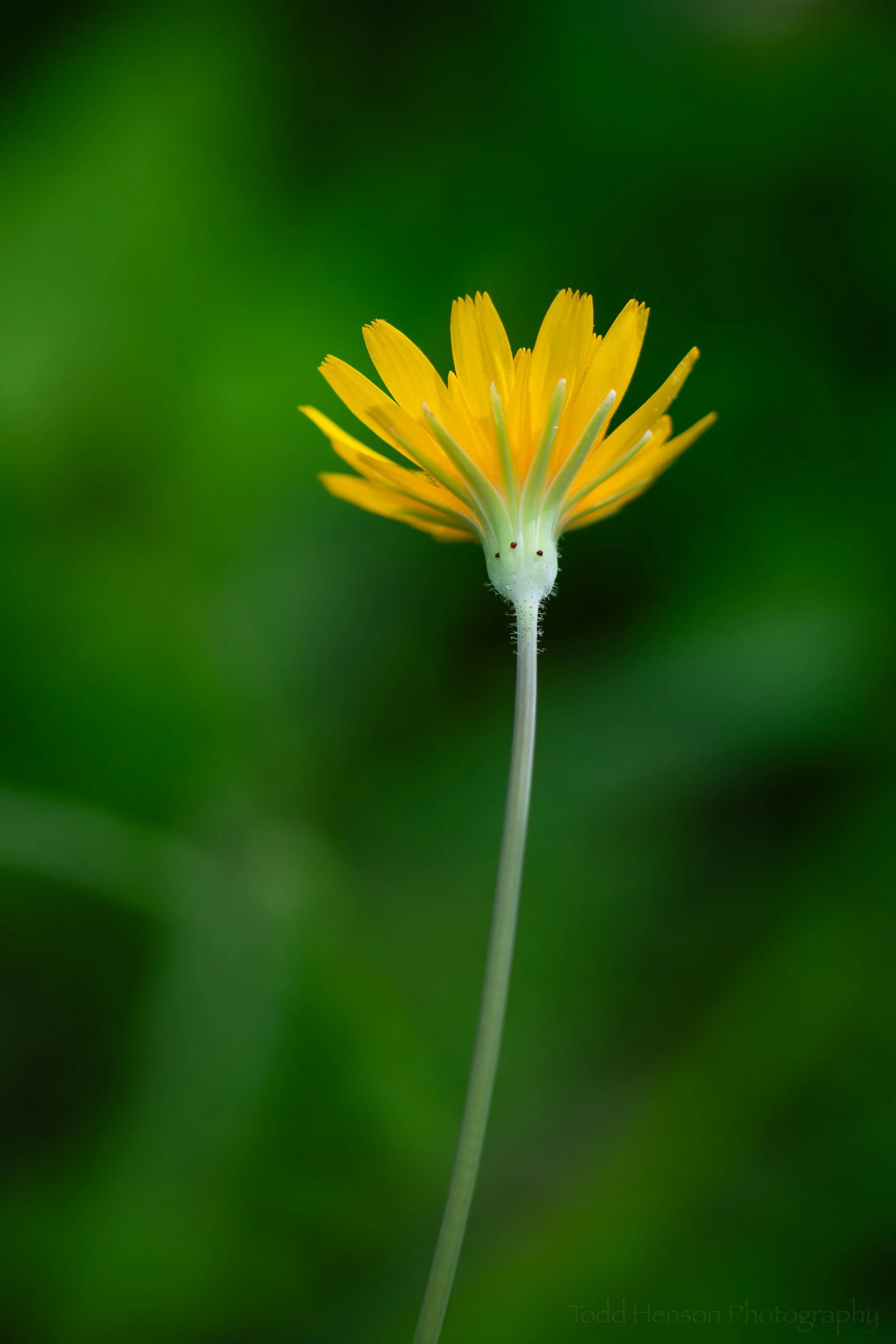 Virginia Dwarf Dandelion