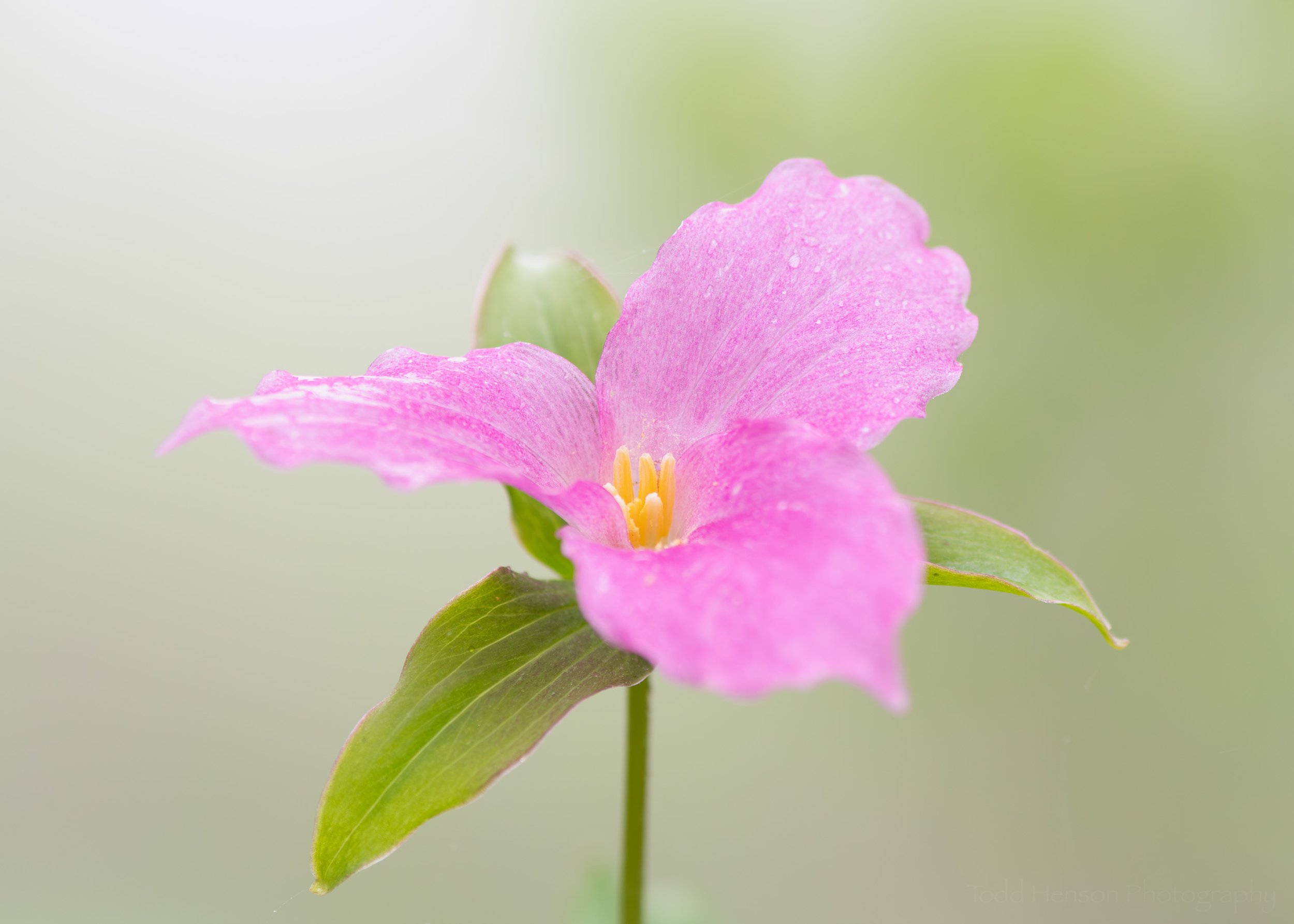 A Treasury of Trilliums