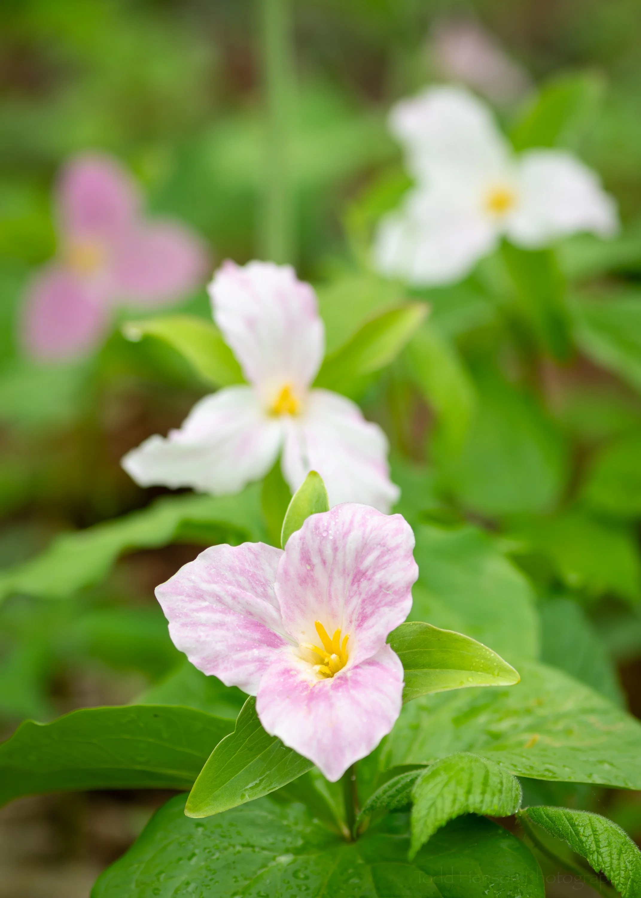 A series of Trillium grandiflorum in the woods of the Blue Ridge Mountains in Virginia