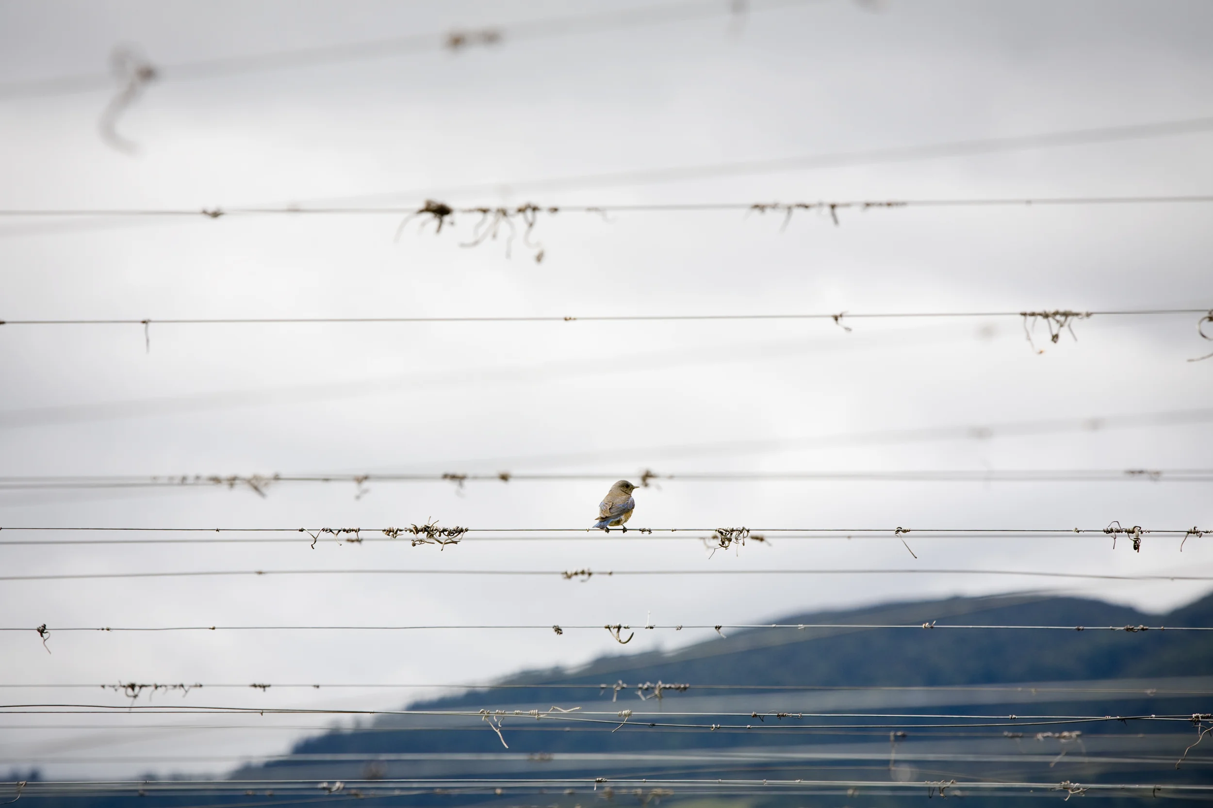 Bird copy.jpg