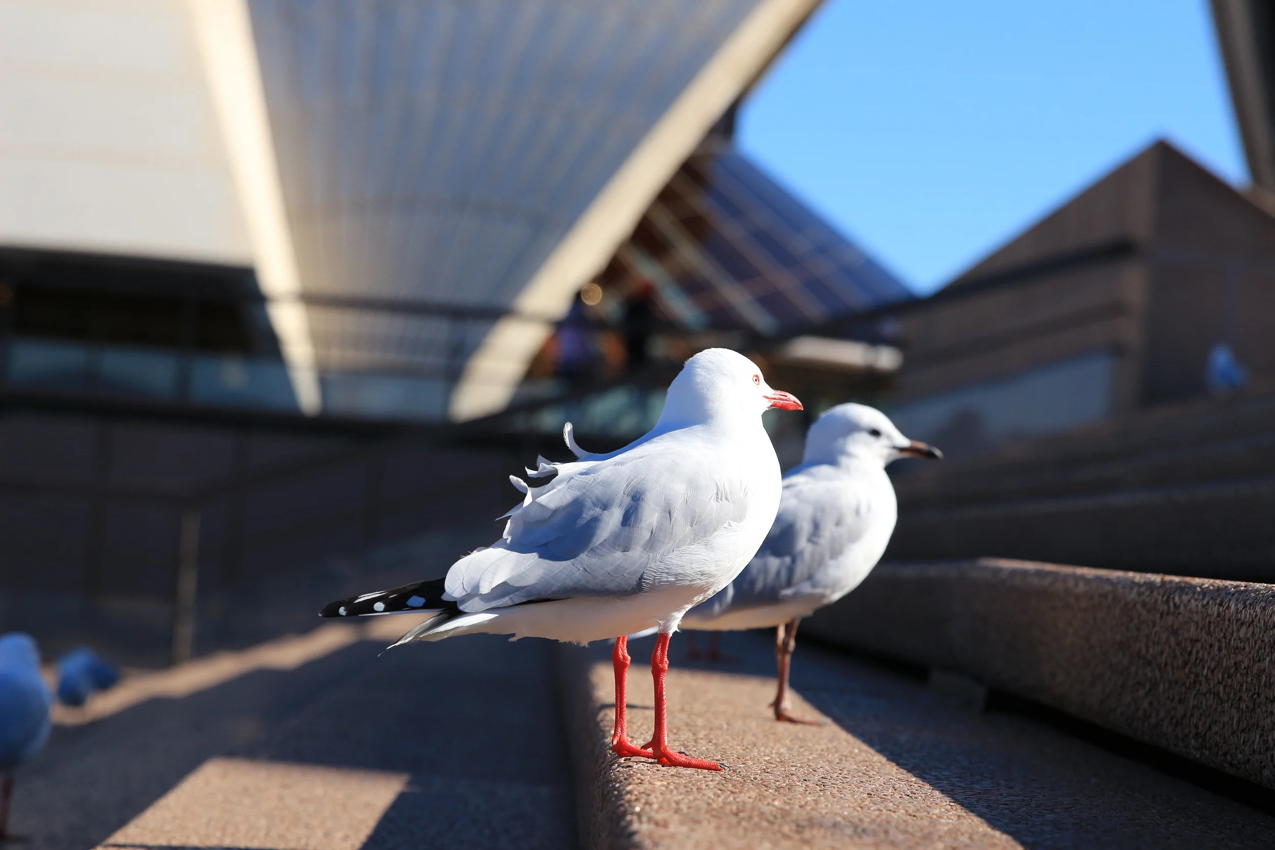 Loved how the feathers ruffled in the wind almost mimicking the opera house.