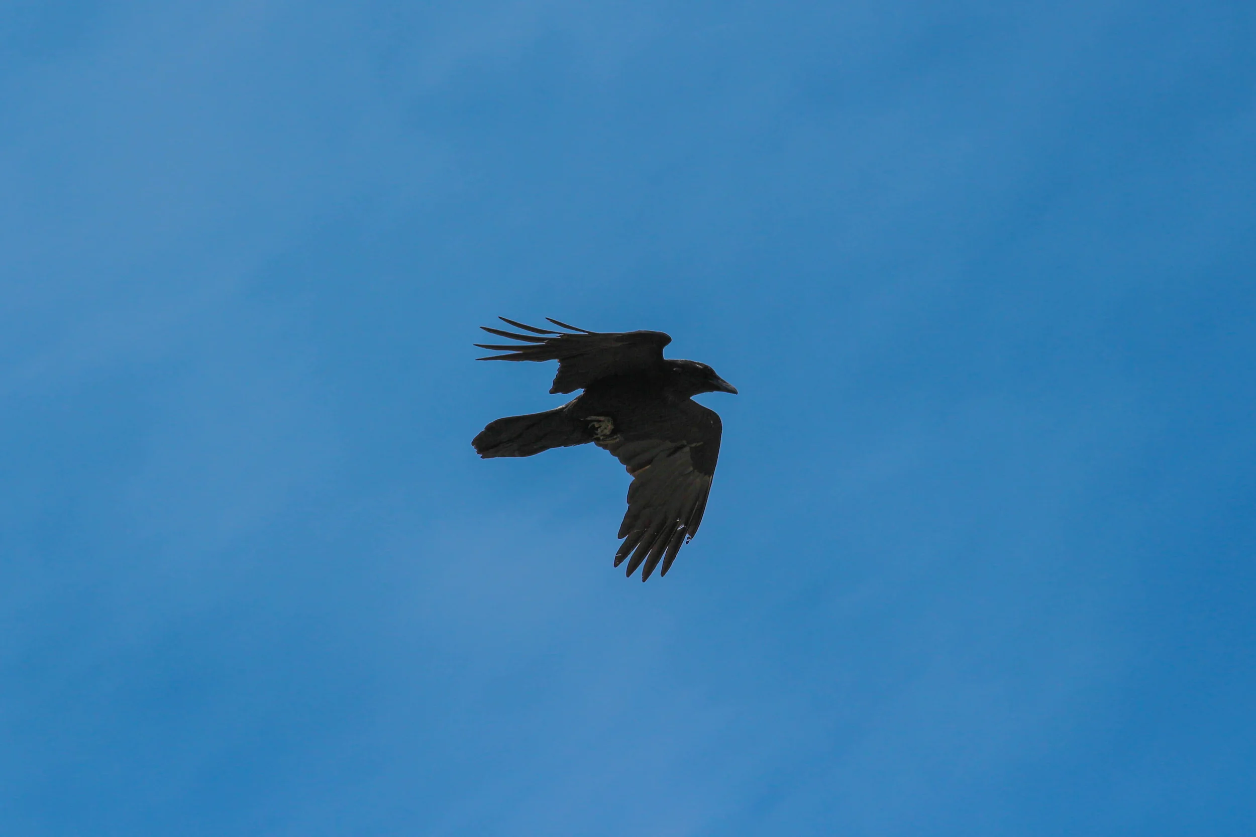 Canon T4i + 70mm-200mm F4 L
