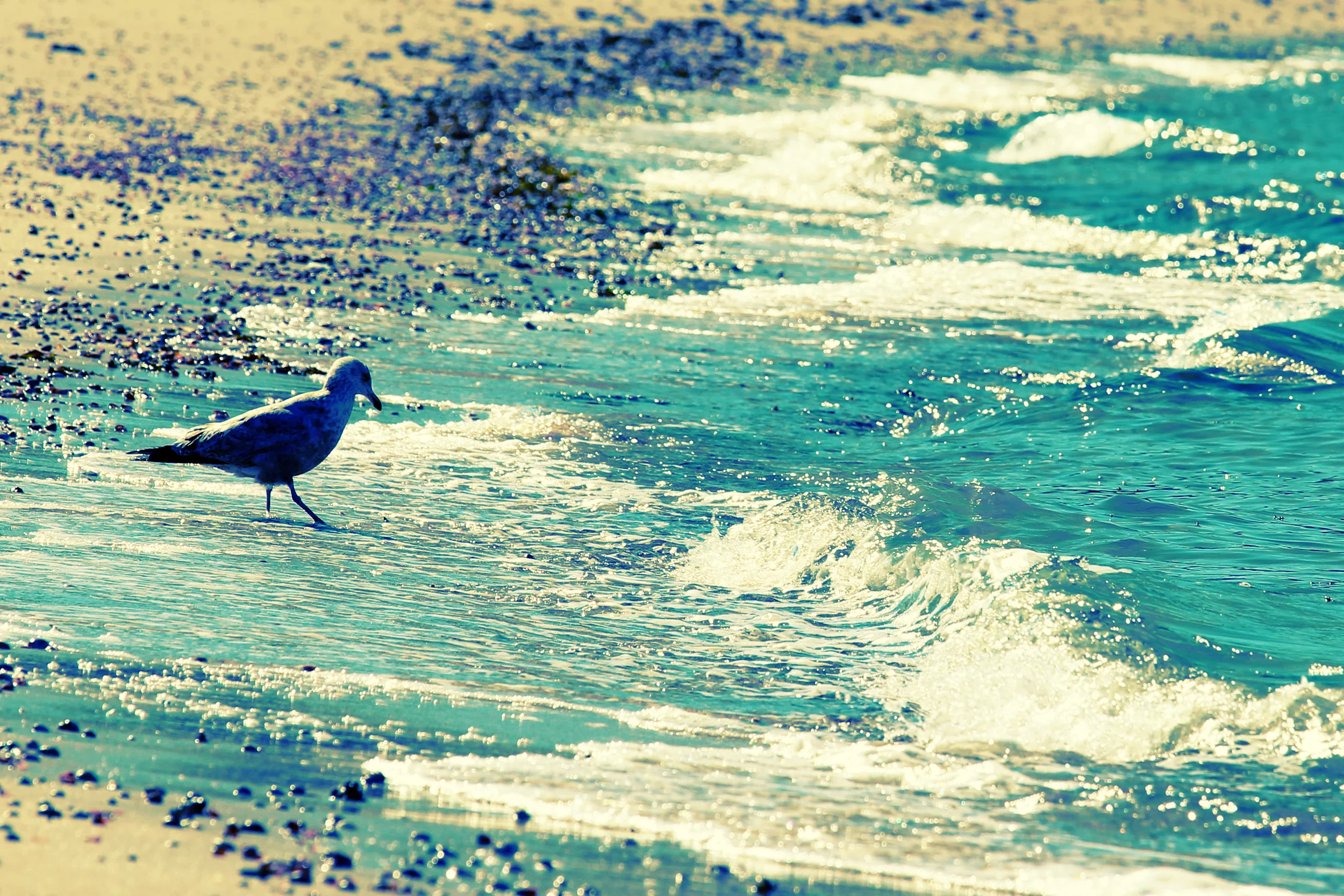 Canon Rebel T4i + 70mm-200mm F4 L