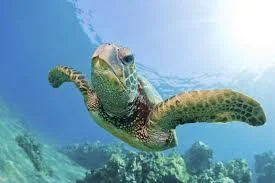 Sen. Mitch McConnell (R-KY)