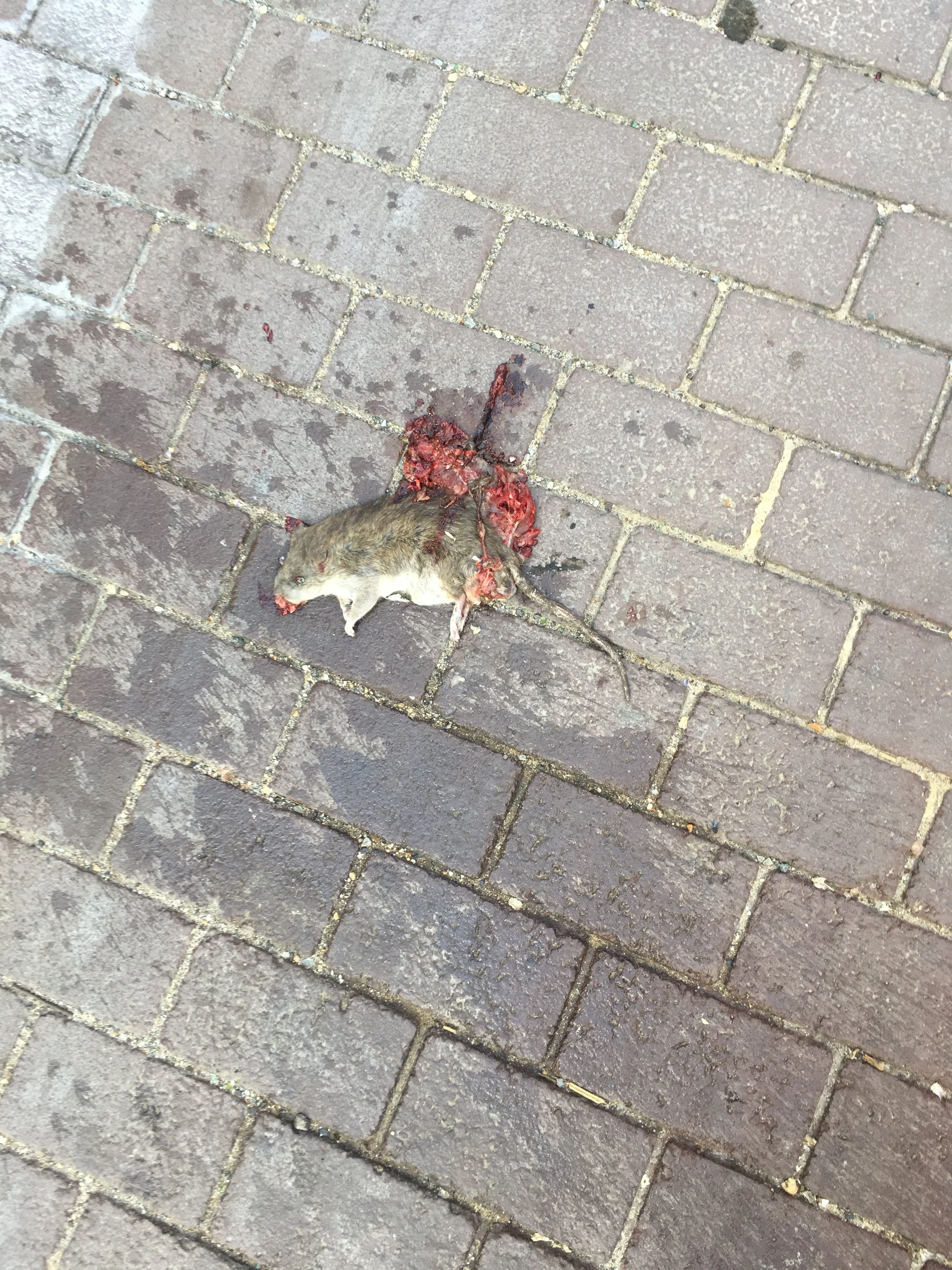 Old time white nationalism 