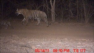 India Male Tiger Plays Doting Dad to Orphaned Cubs