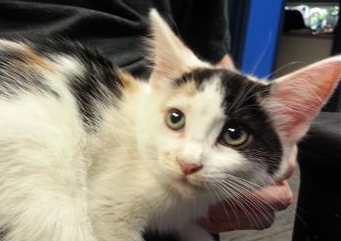 Kitten rescued by Sacramento firefighters after 4 days in storm drain