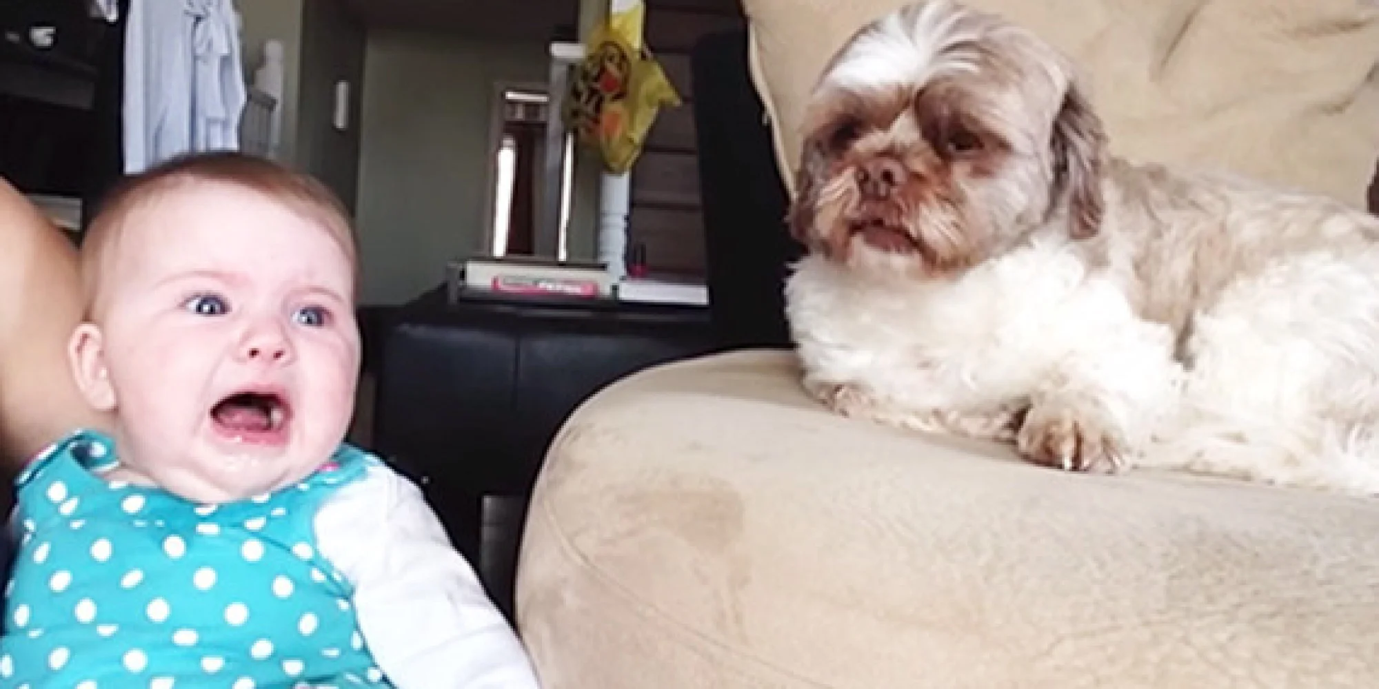Cute Baby Does The Impossible by Arguing With A Dog!
