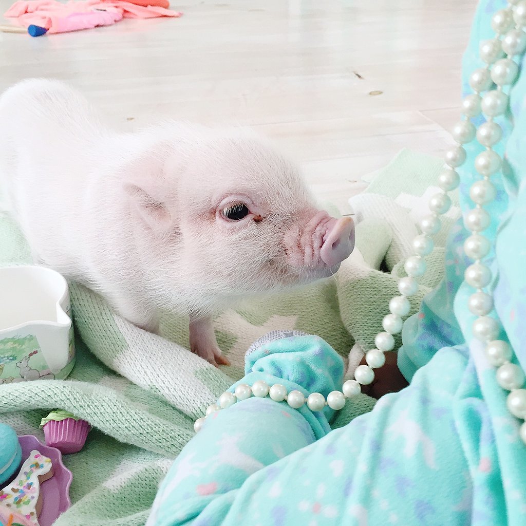 Adorable-Pictures-Toddler-Her-Pet-Pig (3).jpg