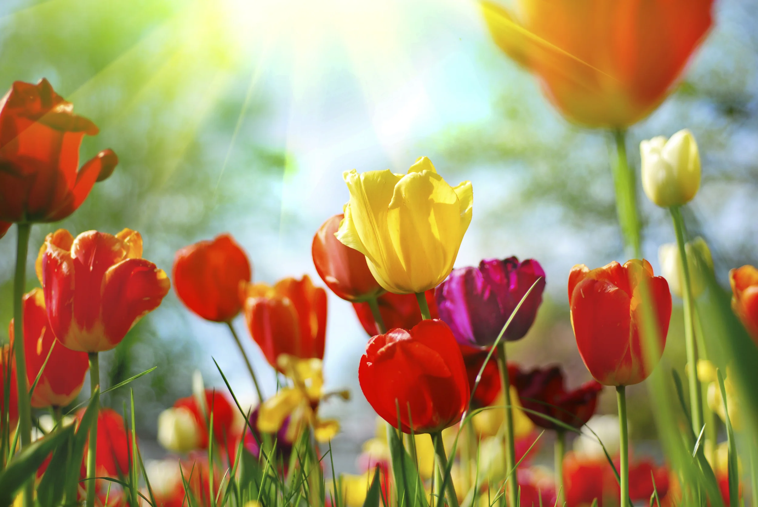 First Day Of Spring 2015 Quotes: 20 Sayings For Vernal Equinox