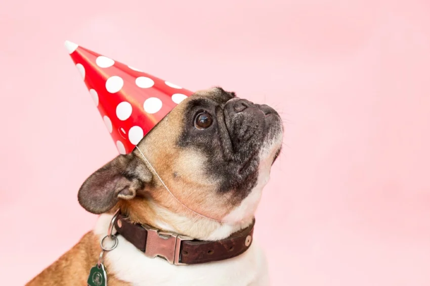 doggie birthday.jpeg