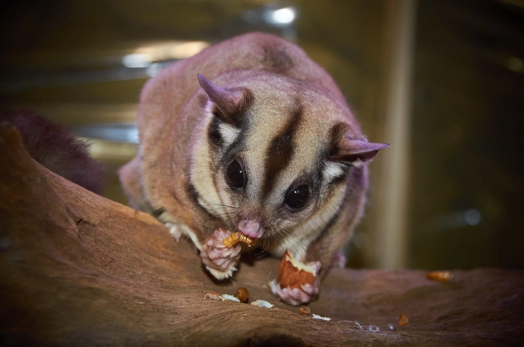 5 Incredible Benefits of Owning a Sugar Glider