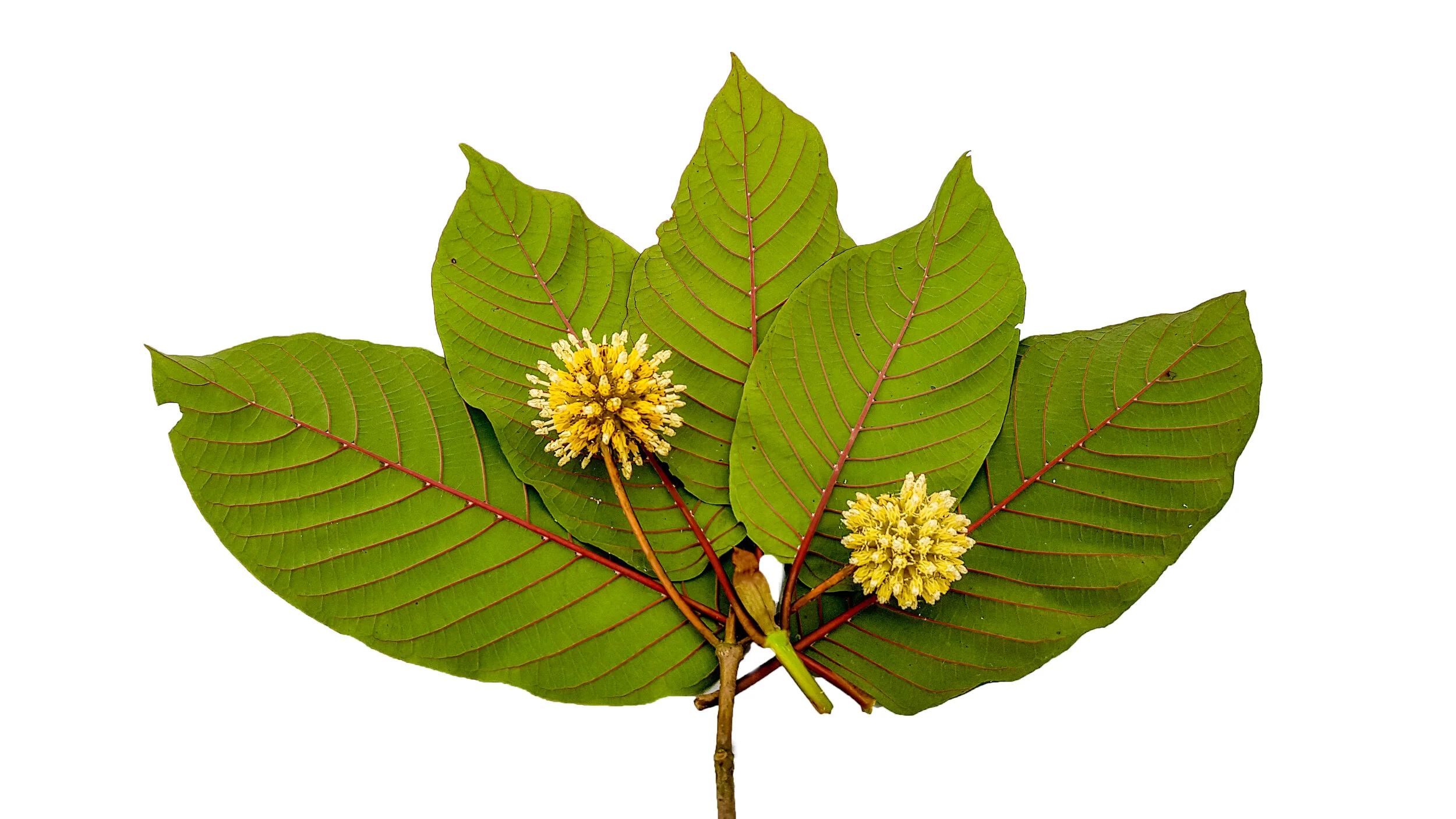 5 Amazing Health Benefits Of Kratom