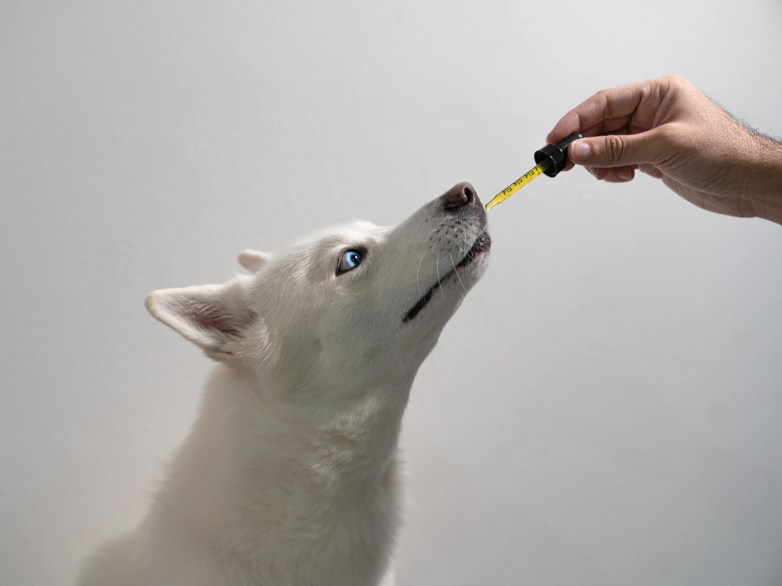Pet Nutrition: How To Use CBD Oil For Dogs