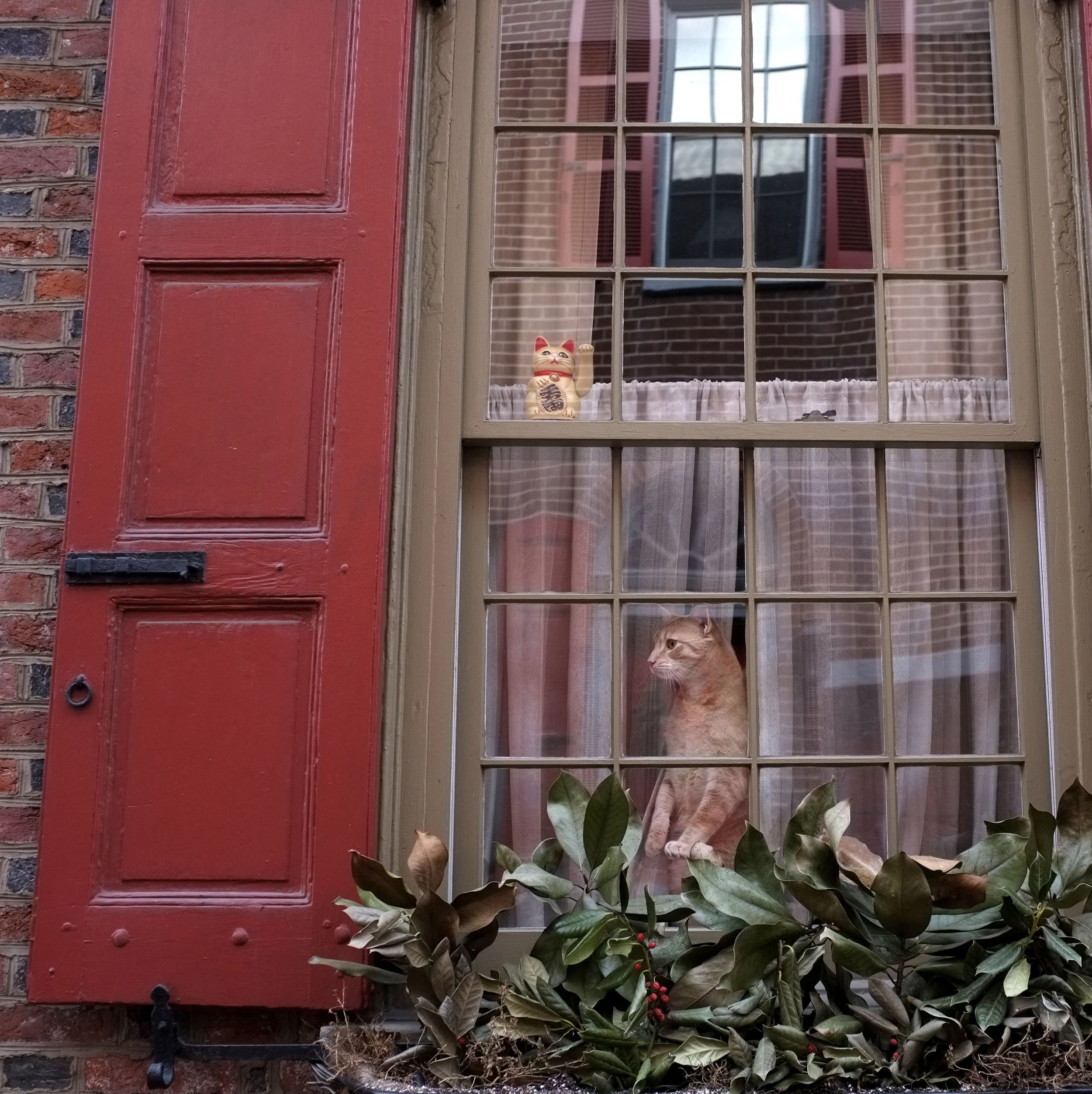 Elfreth's Alley Cat