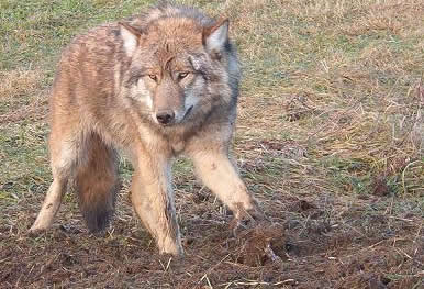 images wolf trap Wolf Trapping Study.jpg