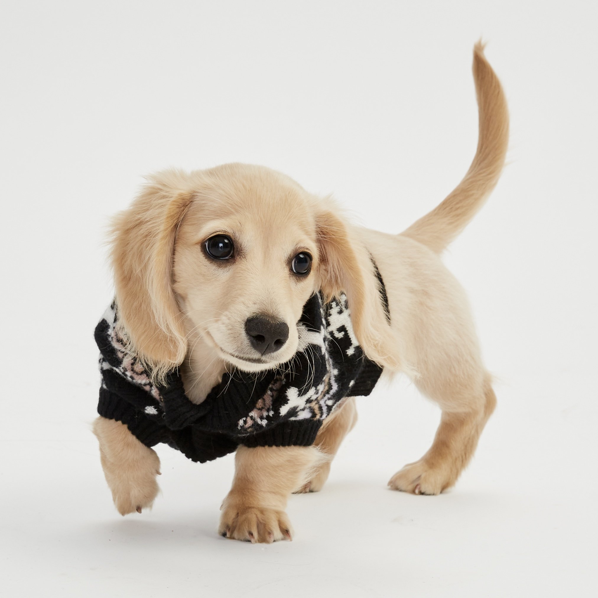 DE03102_Cashmere_Bone_Fair_Isle_Dog_Sweater_Black_Combo_003.jpg