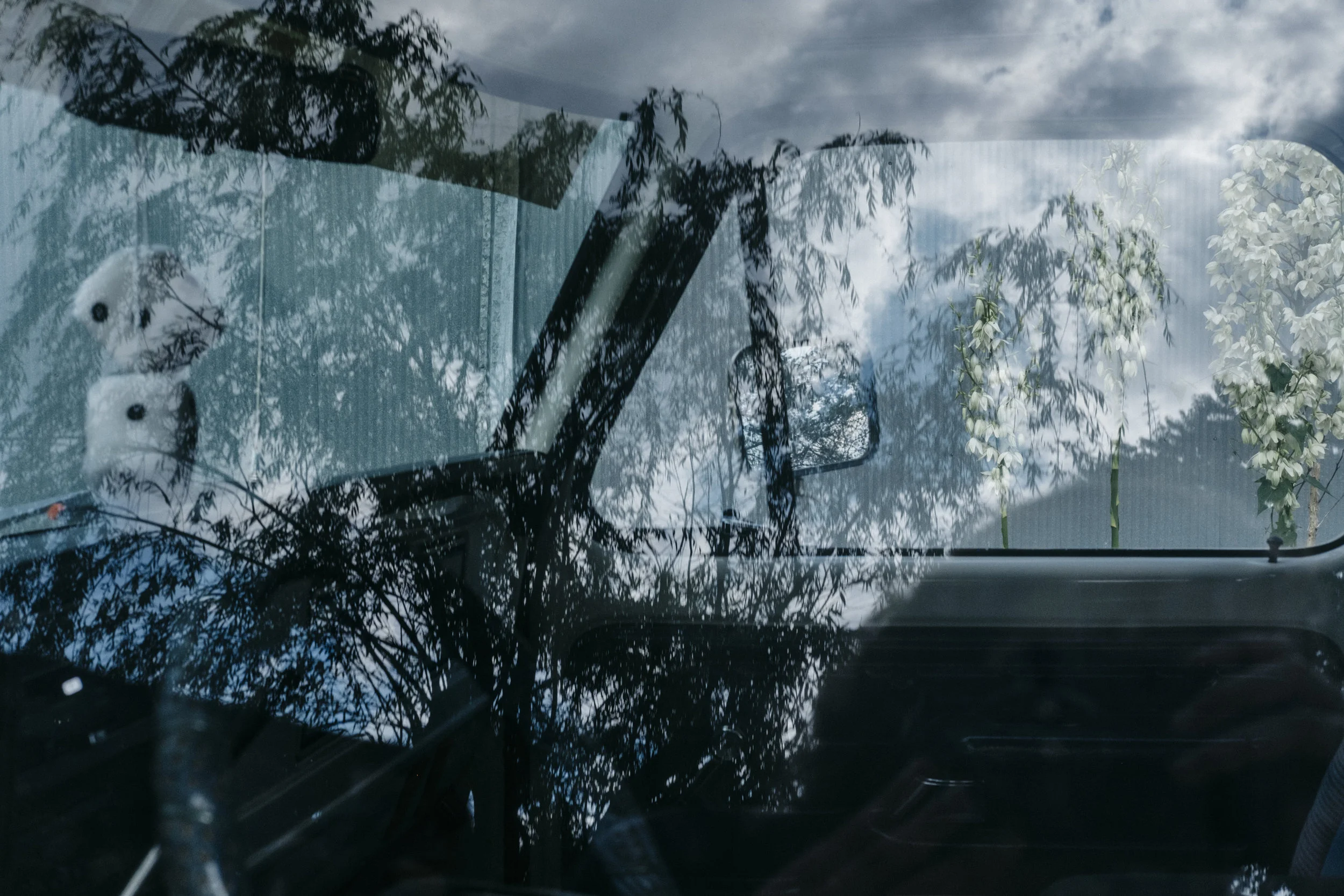  Trees and Yucca plants reflect in a pickup truck window on Thursday, June 20, 2019 in Audrain County, Mo. 