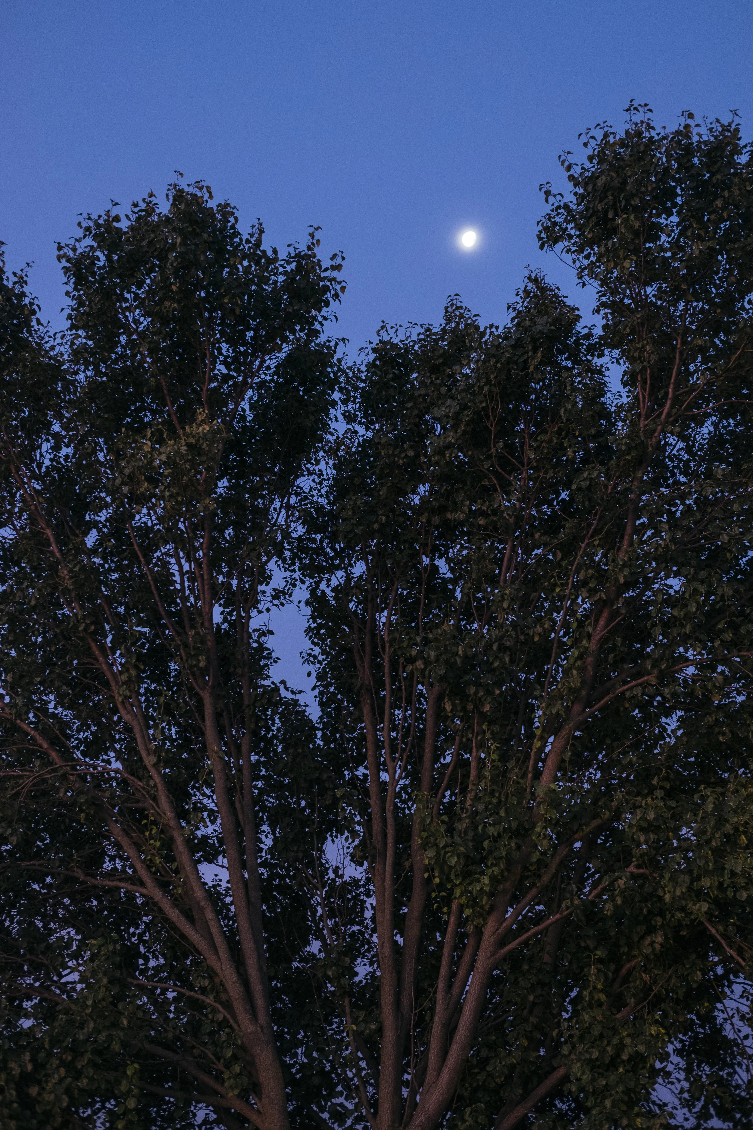  The moon sets as Friday, June 21, 2019 begins in Mexico, Mo. 